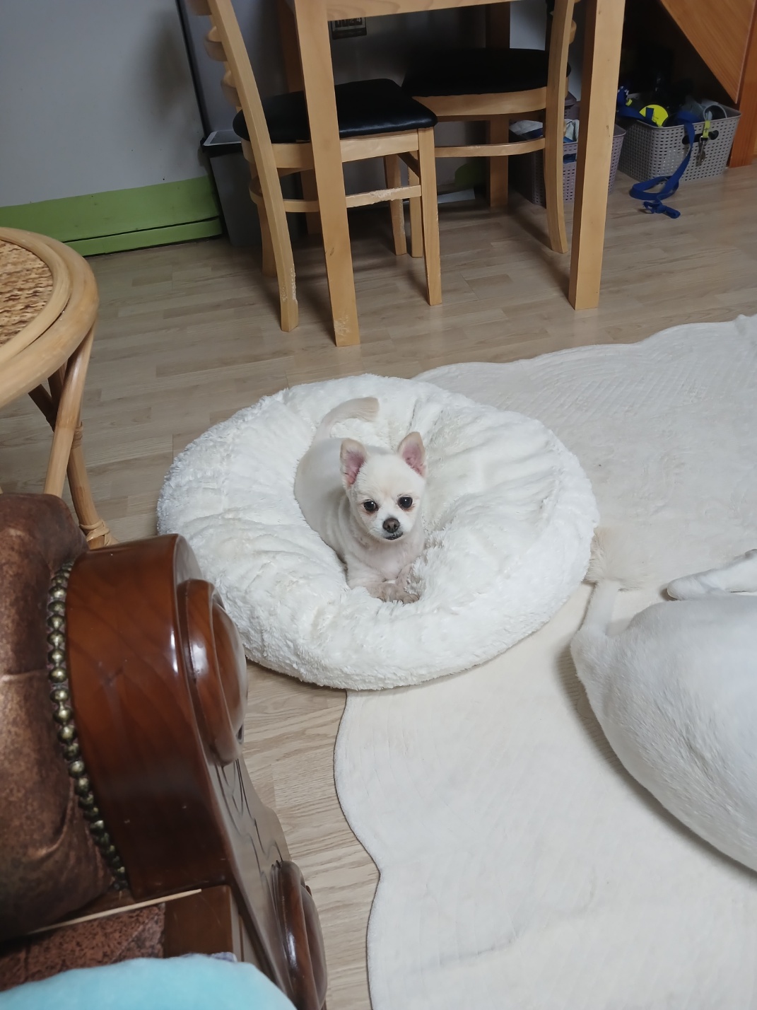 하뽀 임시보호 일주일째 그간의 사진들입니다