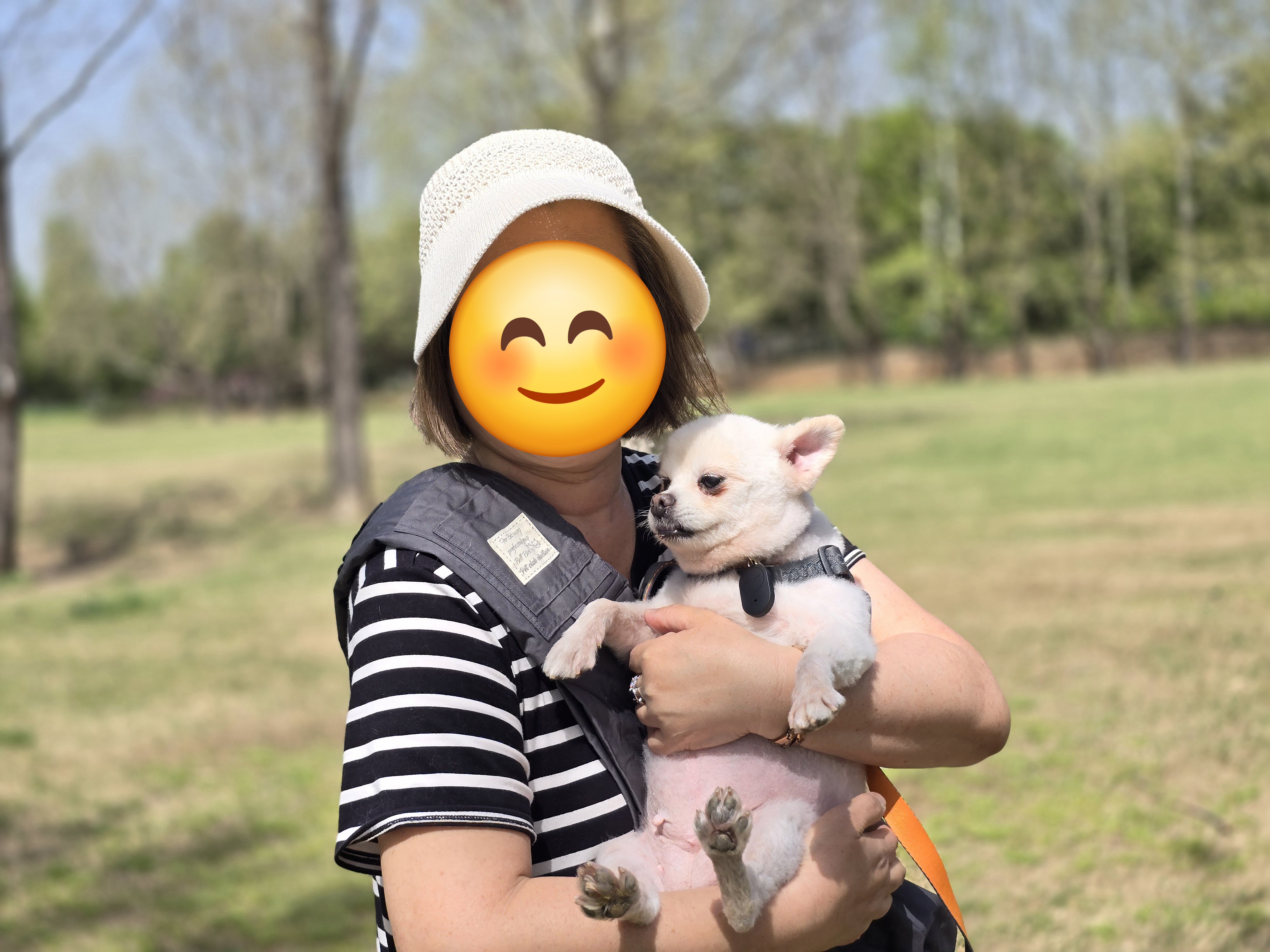 하뽀 임시보호 일주일째 그간의 사진들입니다