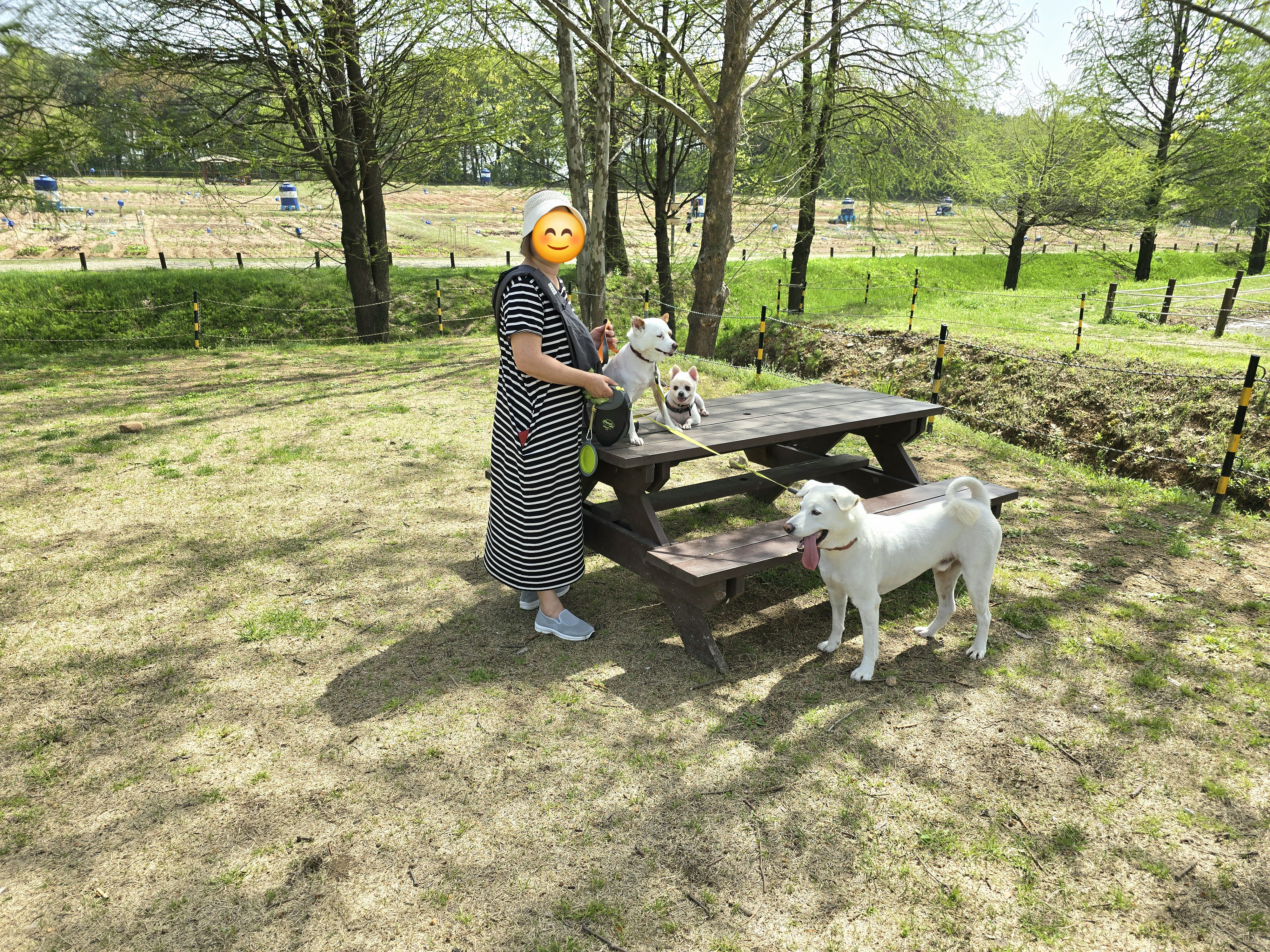 하뽀 임시보호 일주일째 그간의 사진들입니다