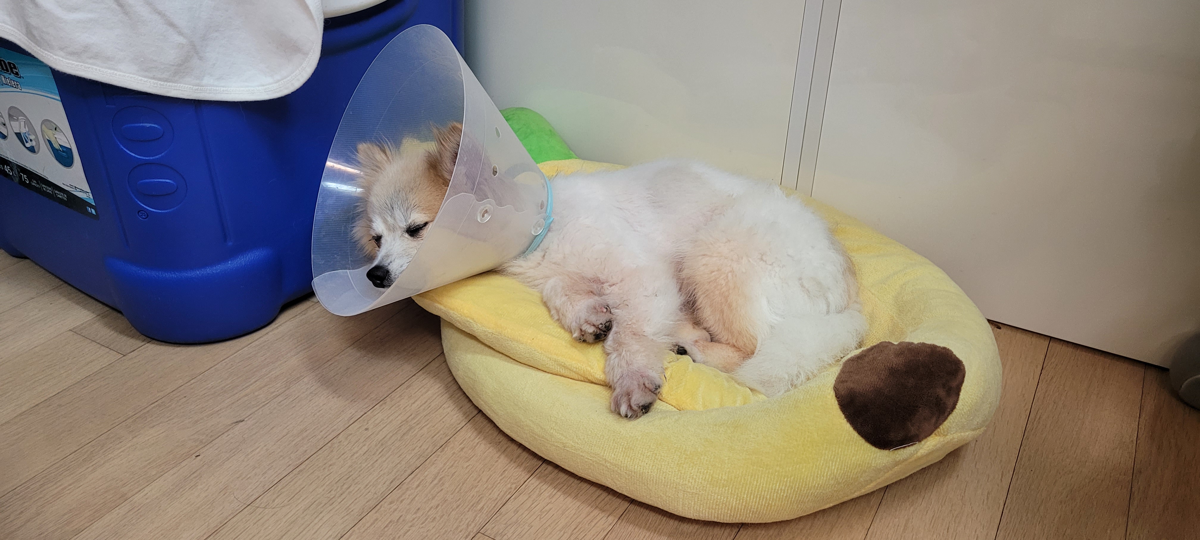 (구)뽀둥이(현)사랑이 일주일 입양후기 입니다.