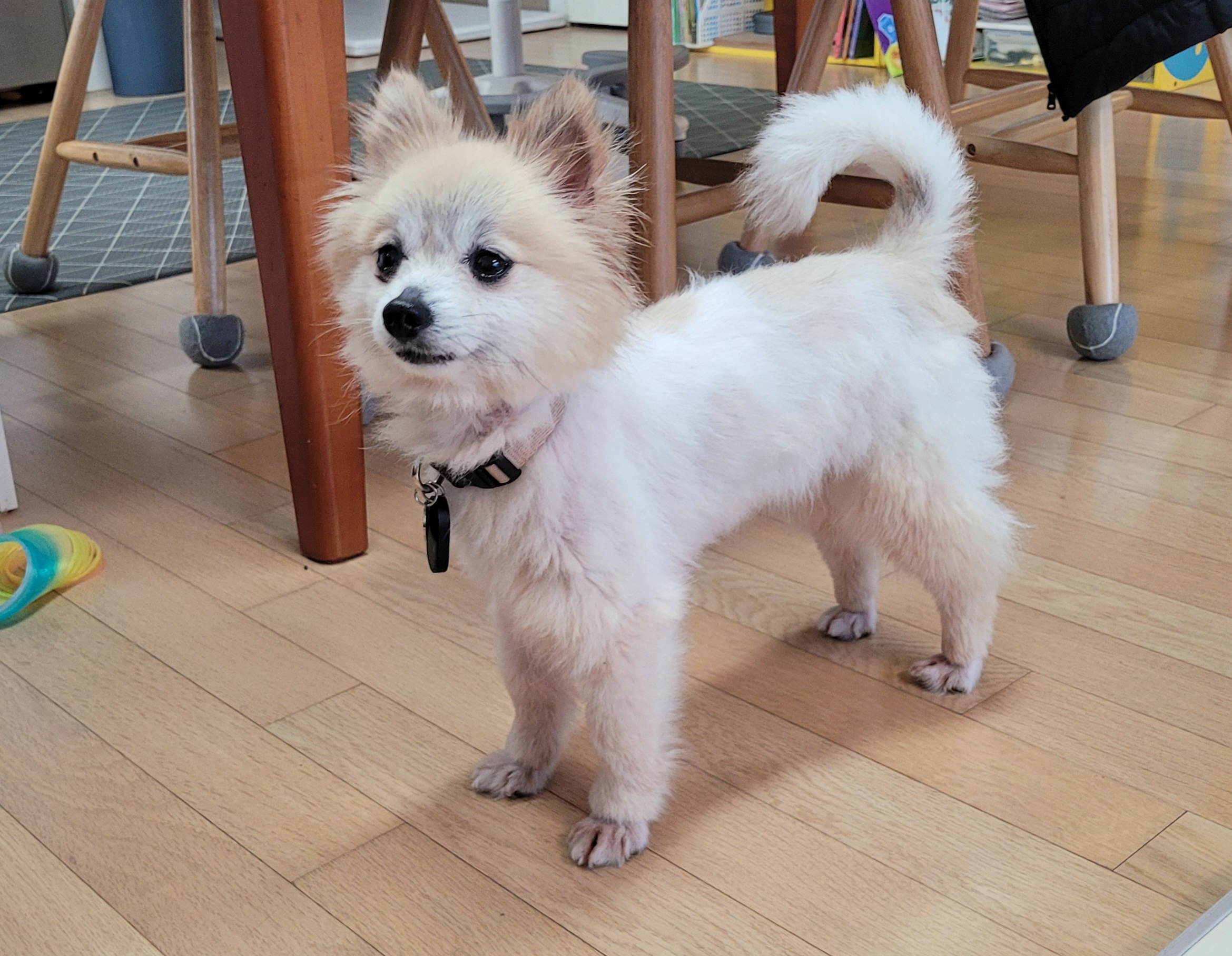 (구)뽀둥이(현)사랑이 일주일 입양후기 입니다.