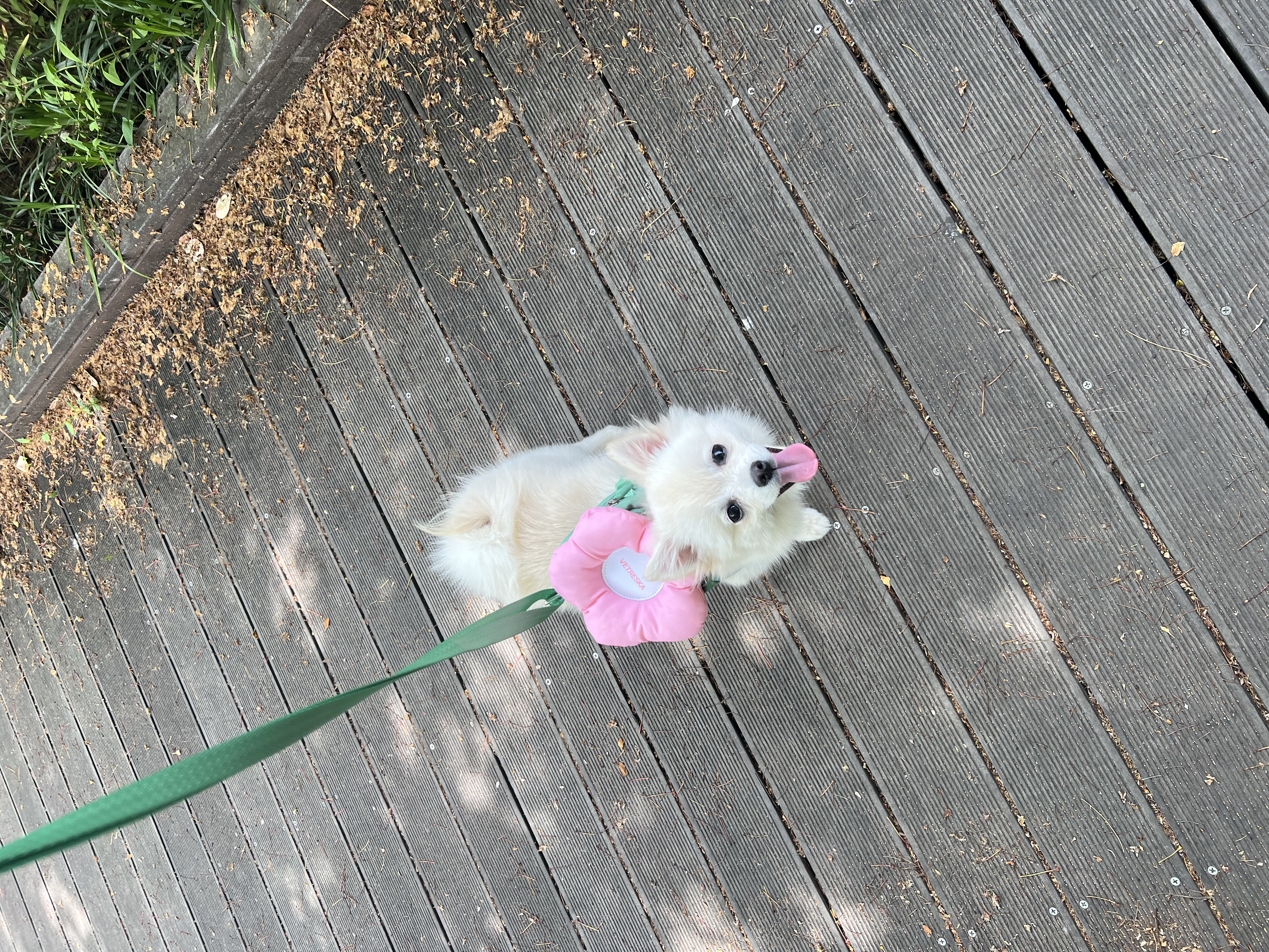 소리(구 소령이) 가족된지 한달째에요