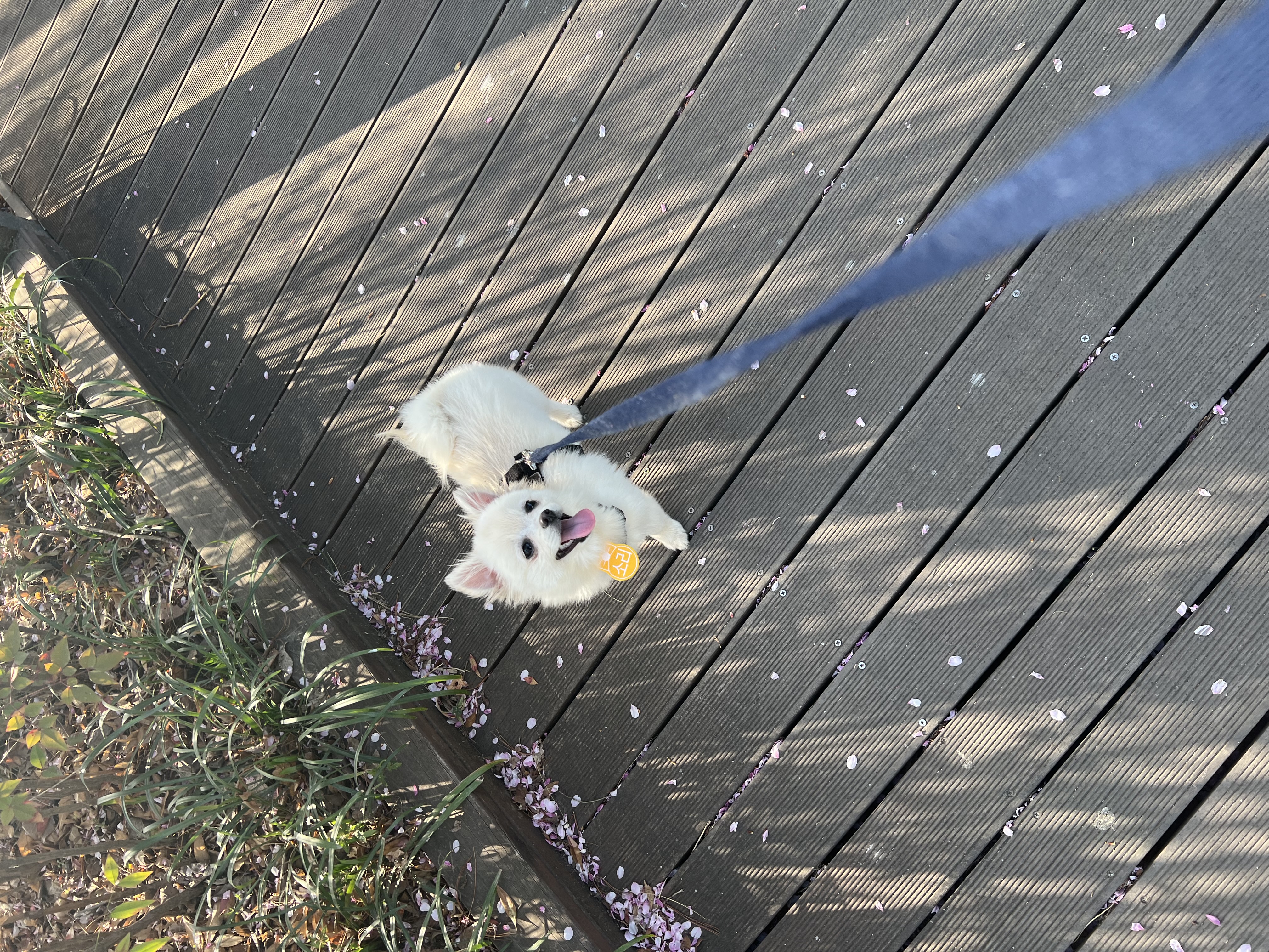 소리(구 소령이) 가족된지 한달째에요