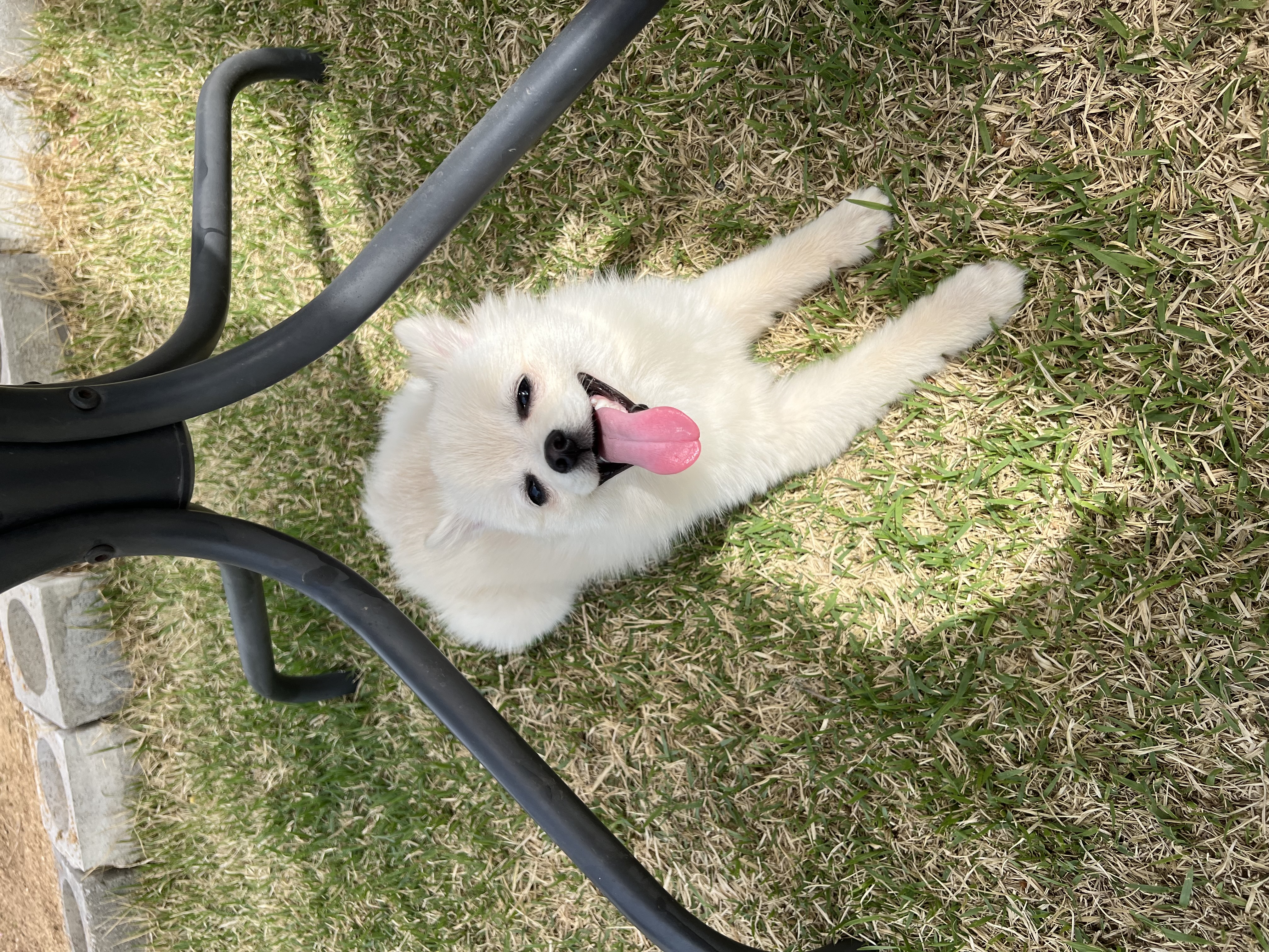 소리(구 소령이) 가족된지 한달째에요