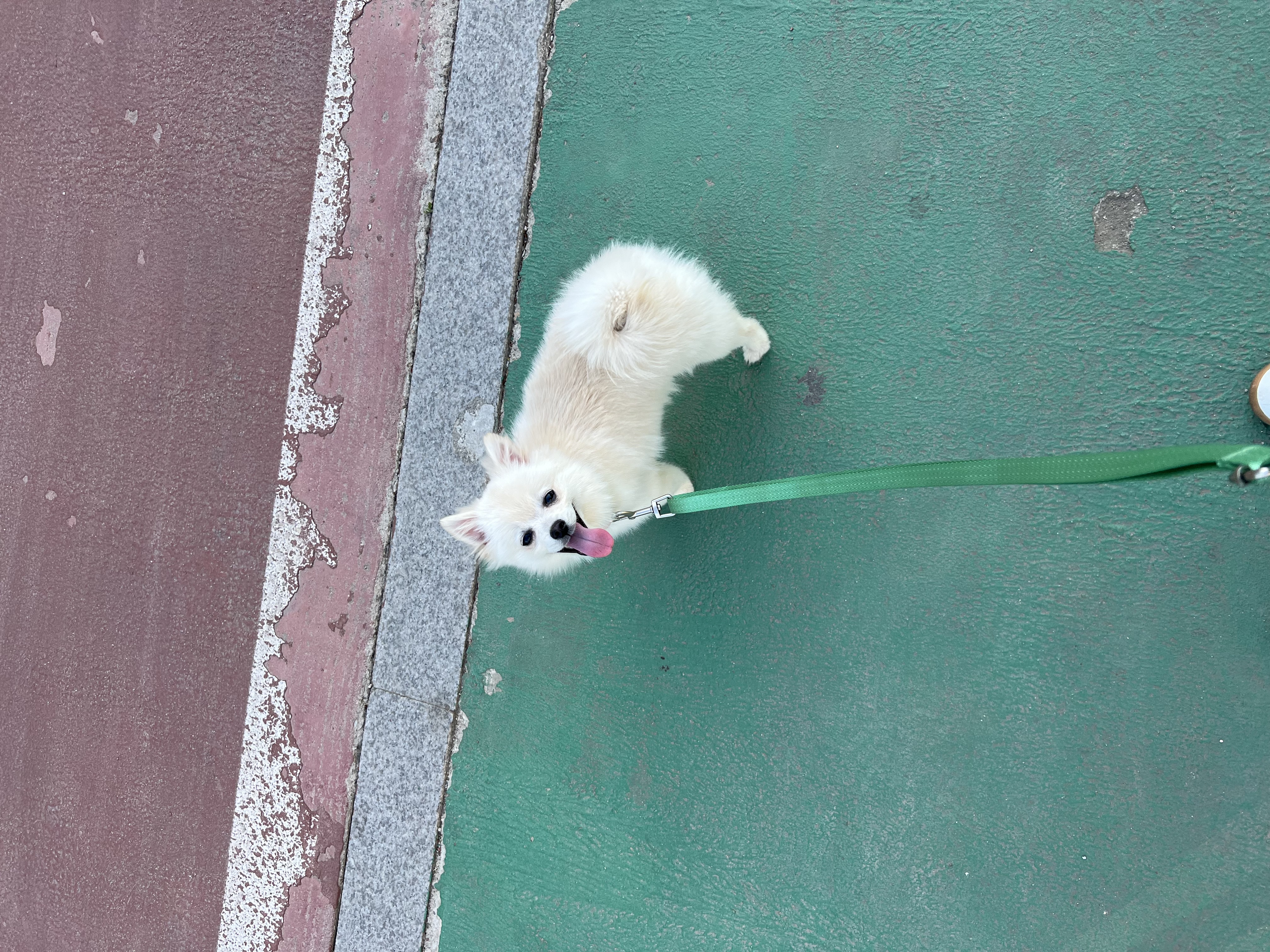 소리(구 소령이) 가족된지 한달째에요