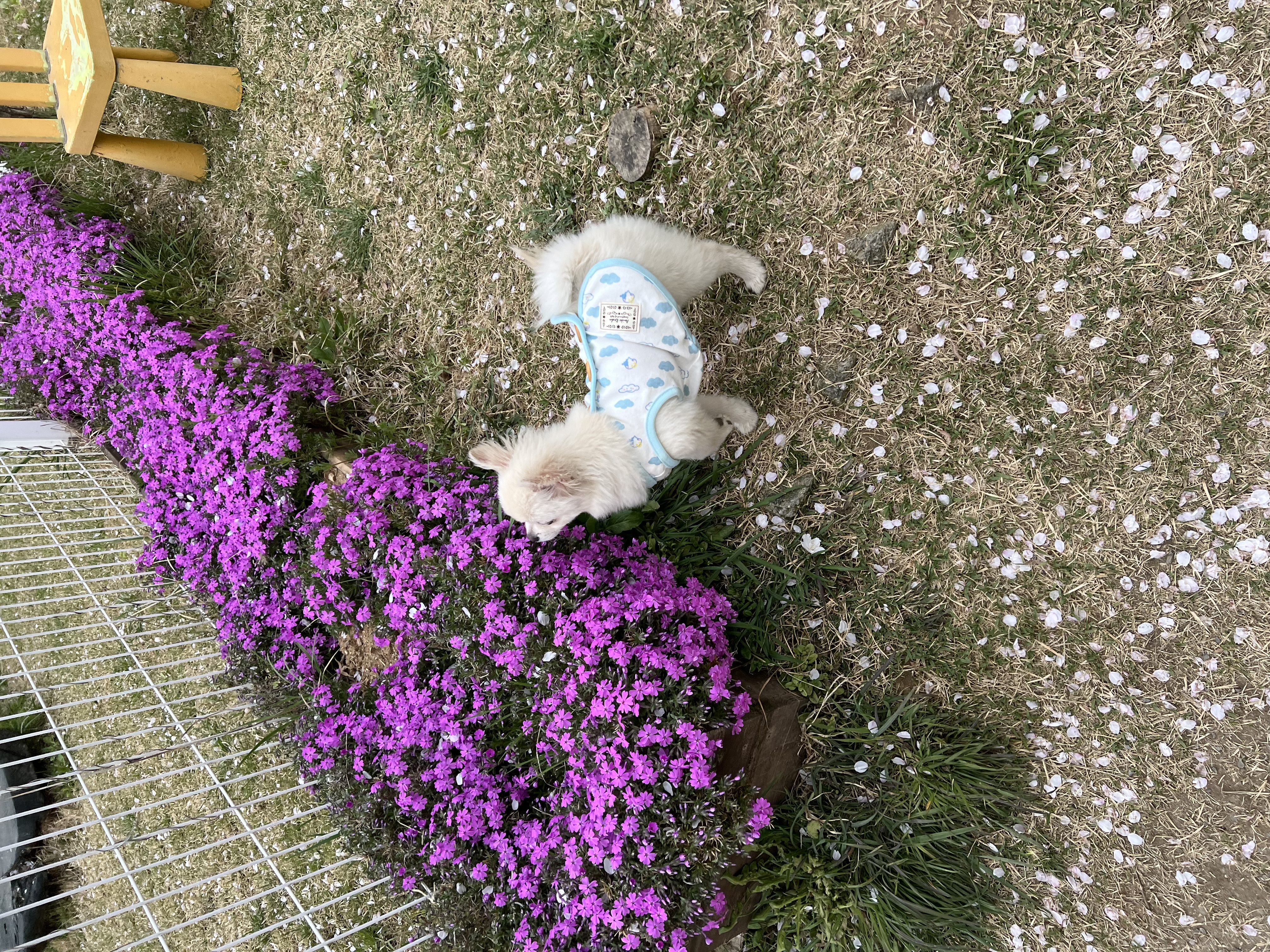 소리(구 소령이) 가족된지 한달째에요