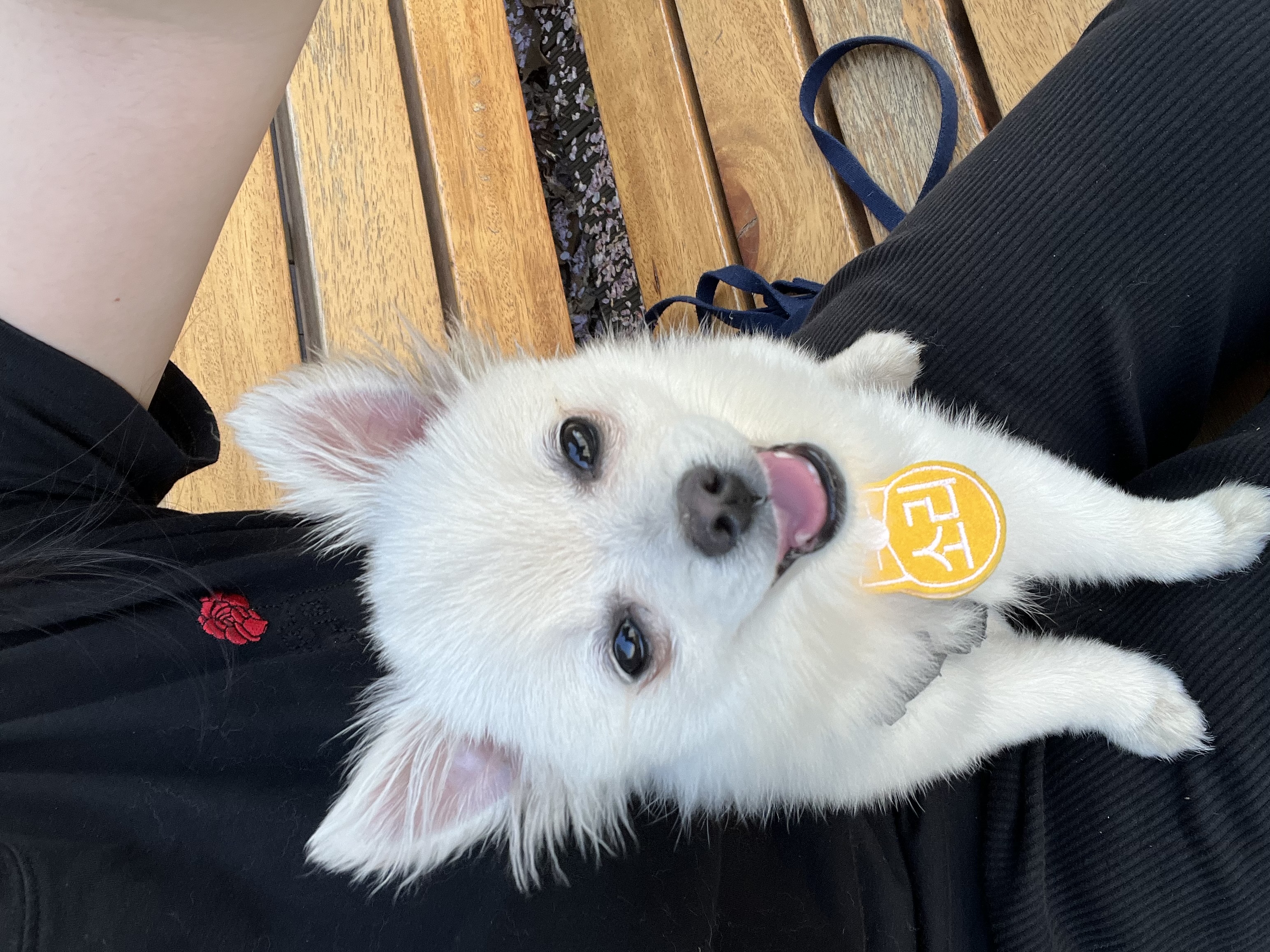 소리(구 소령이) 가족된지 한달째에요