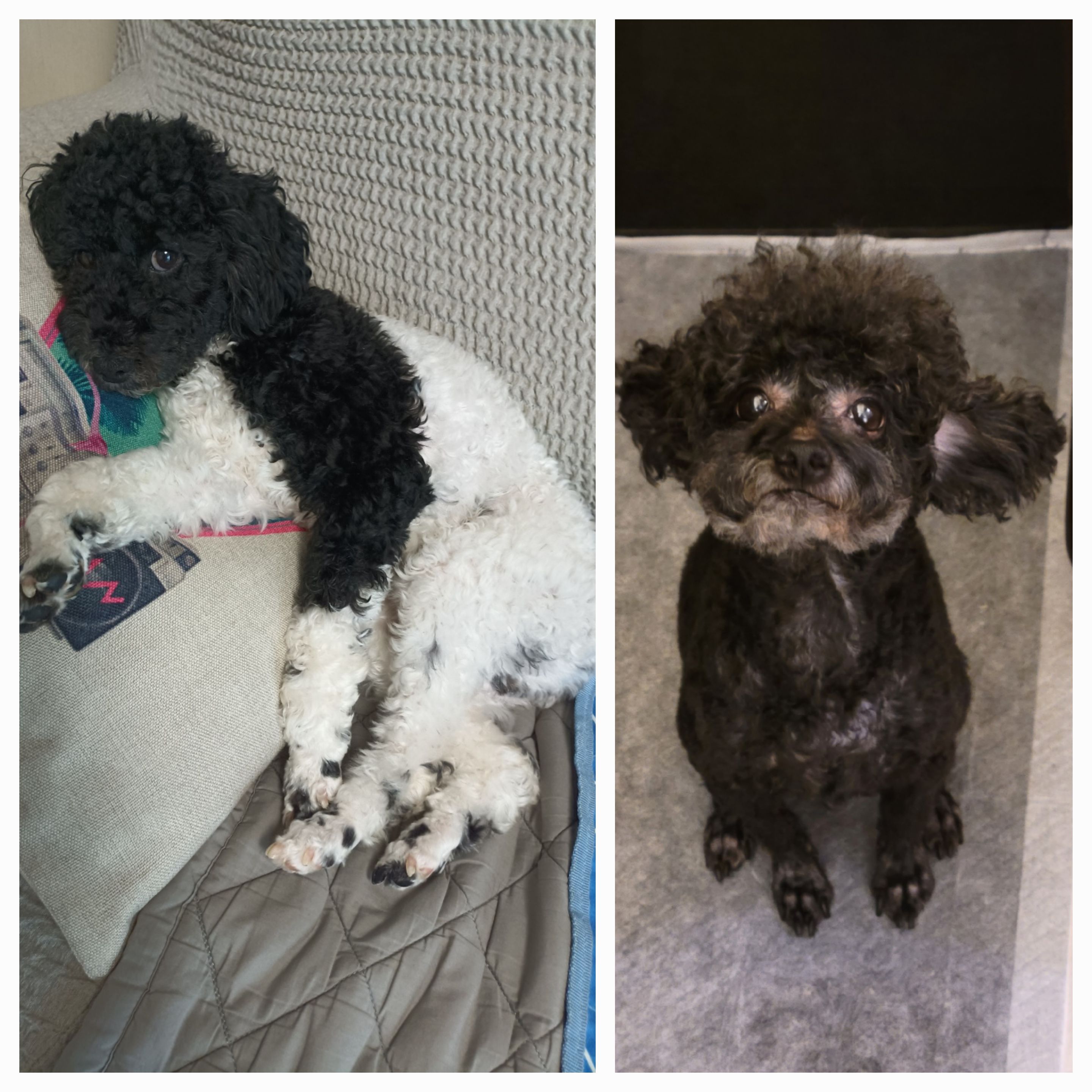 콩이.(뽀송이)생활