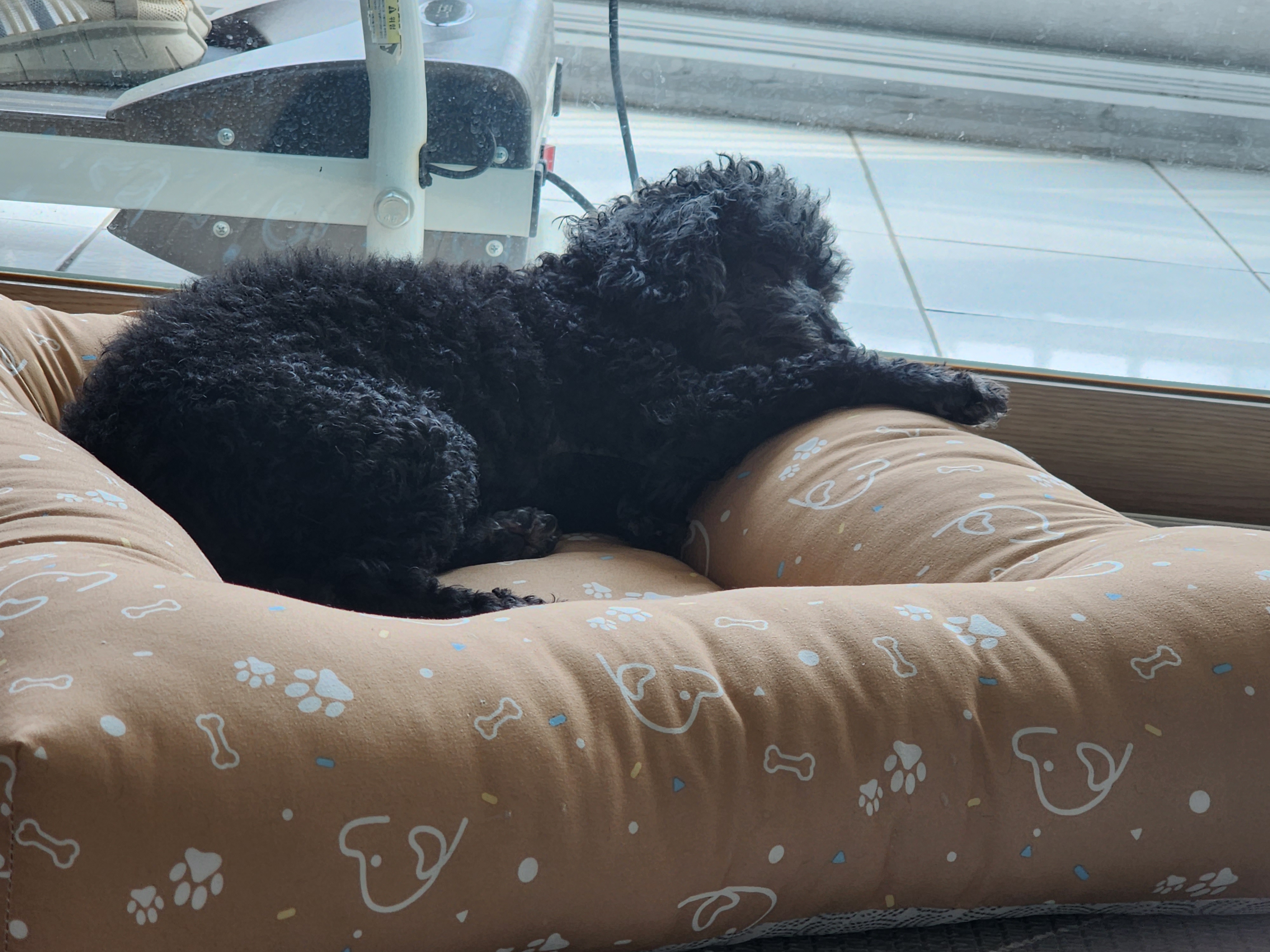 콩이.(뽀송이)생활