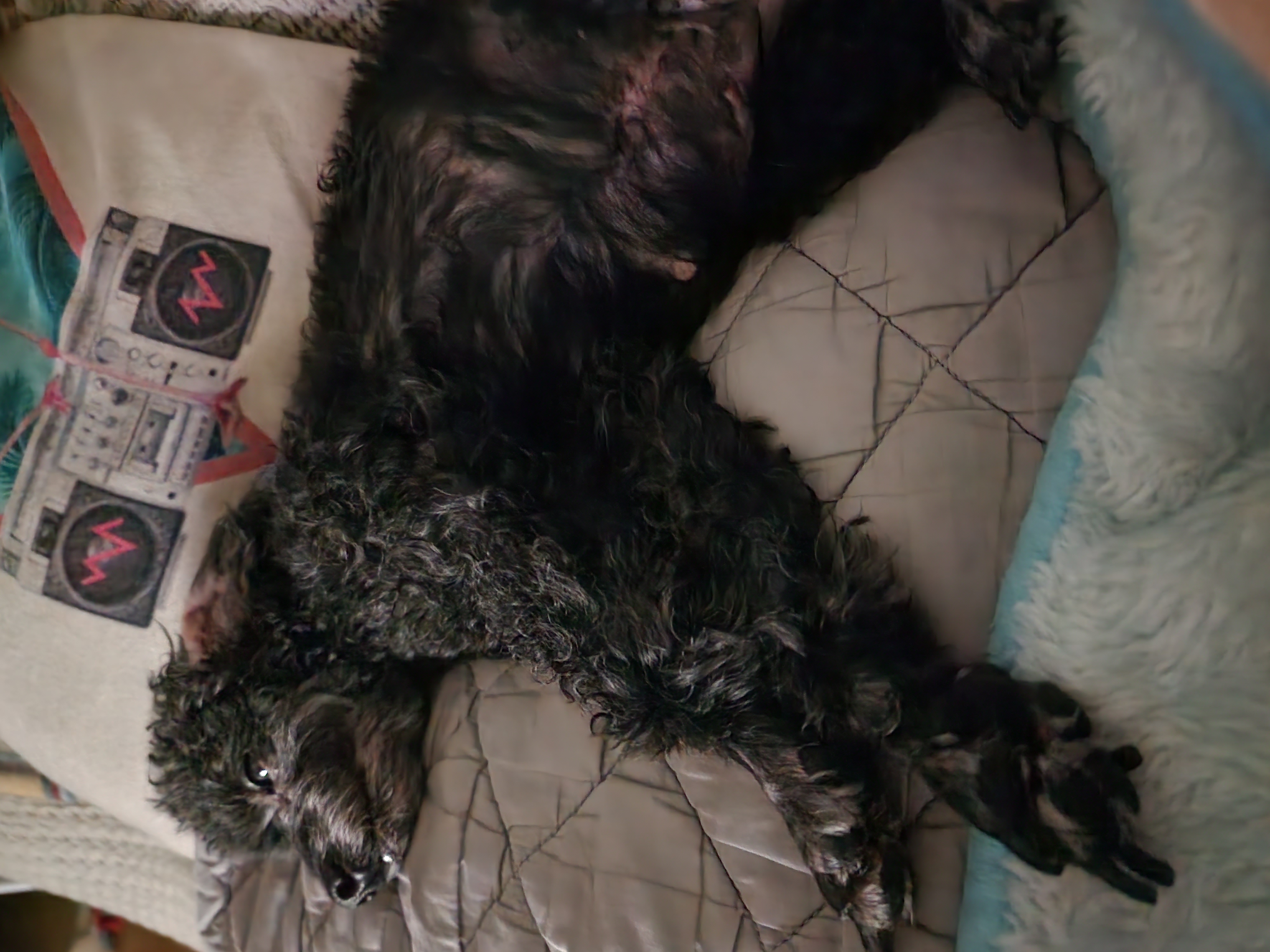 콩이.(뽀송이)생활