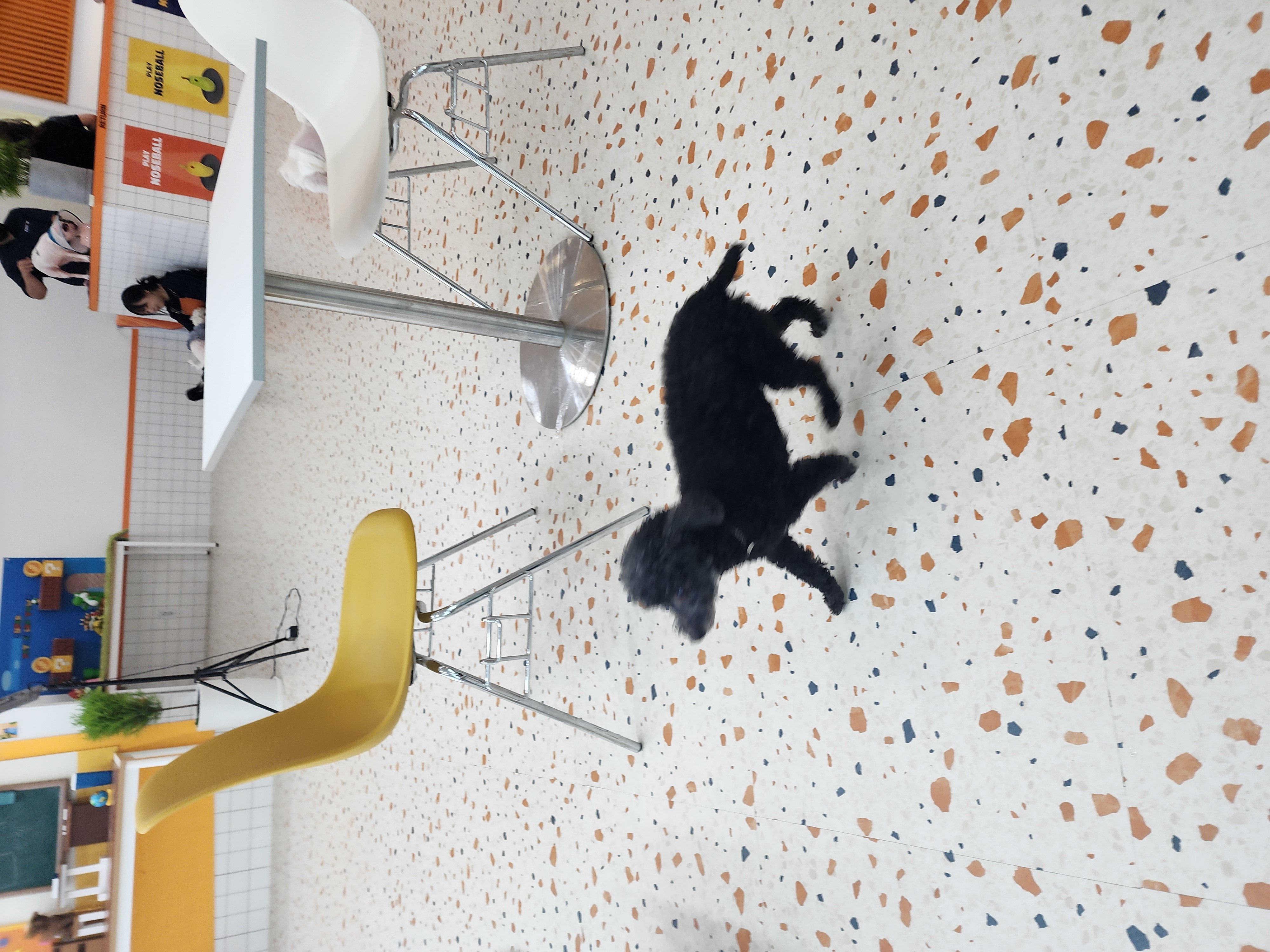 콩이.(뽀송이)생활