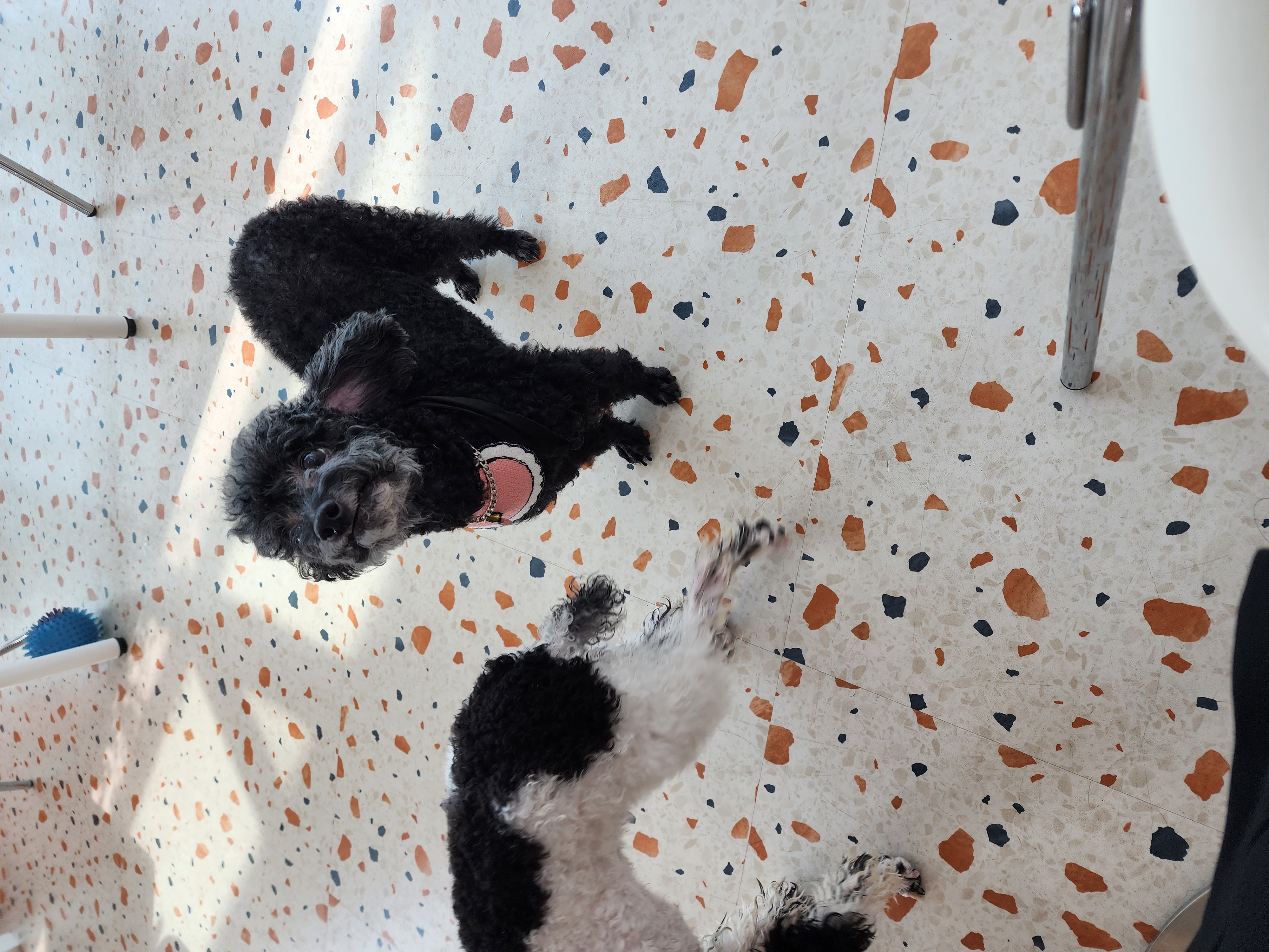 콩이.(뽀송이)생활