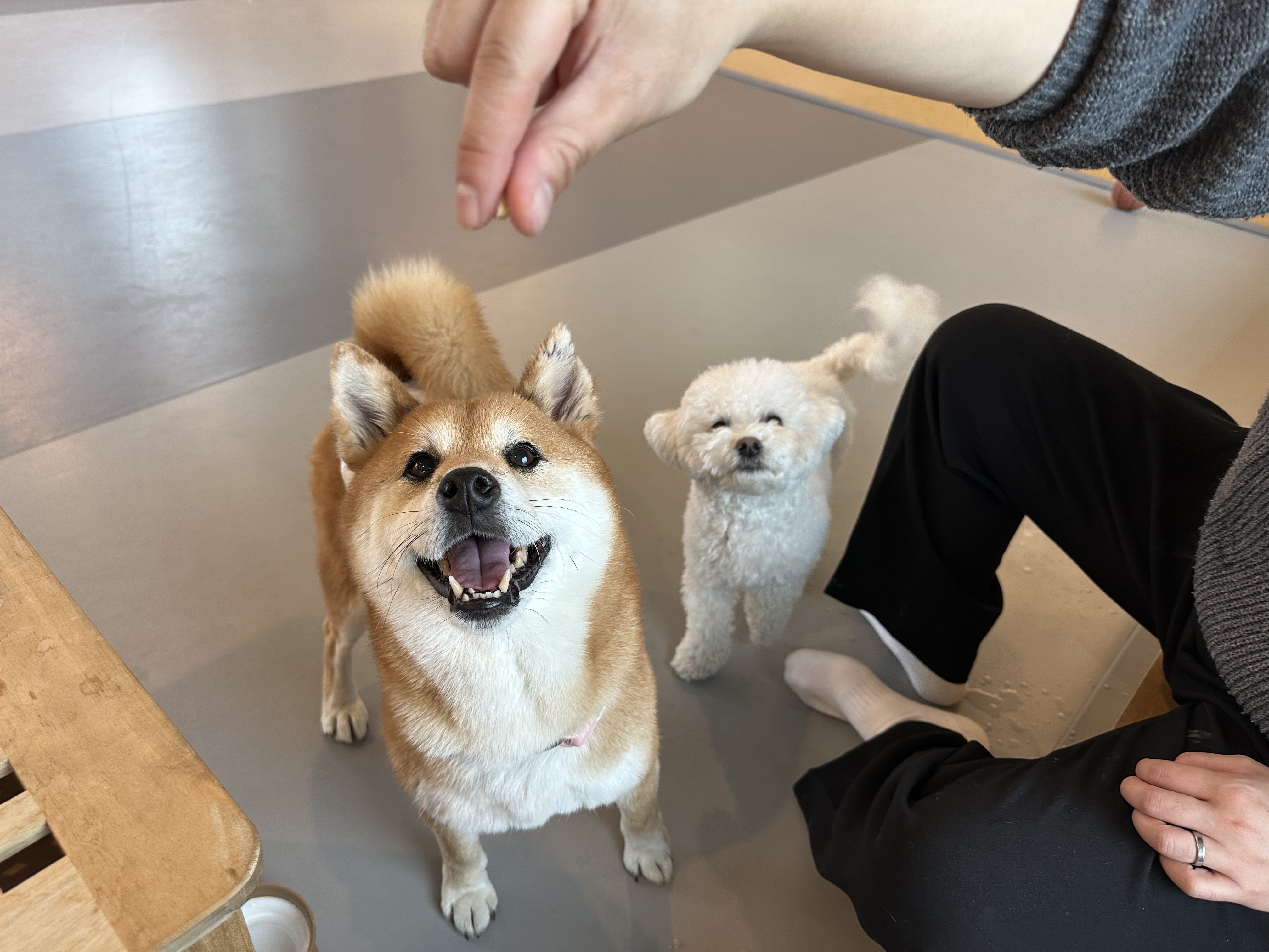 동배(쫑쫑이)와 어느덧 5개월을 함께 했습니다!