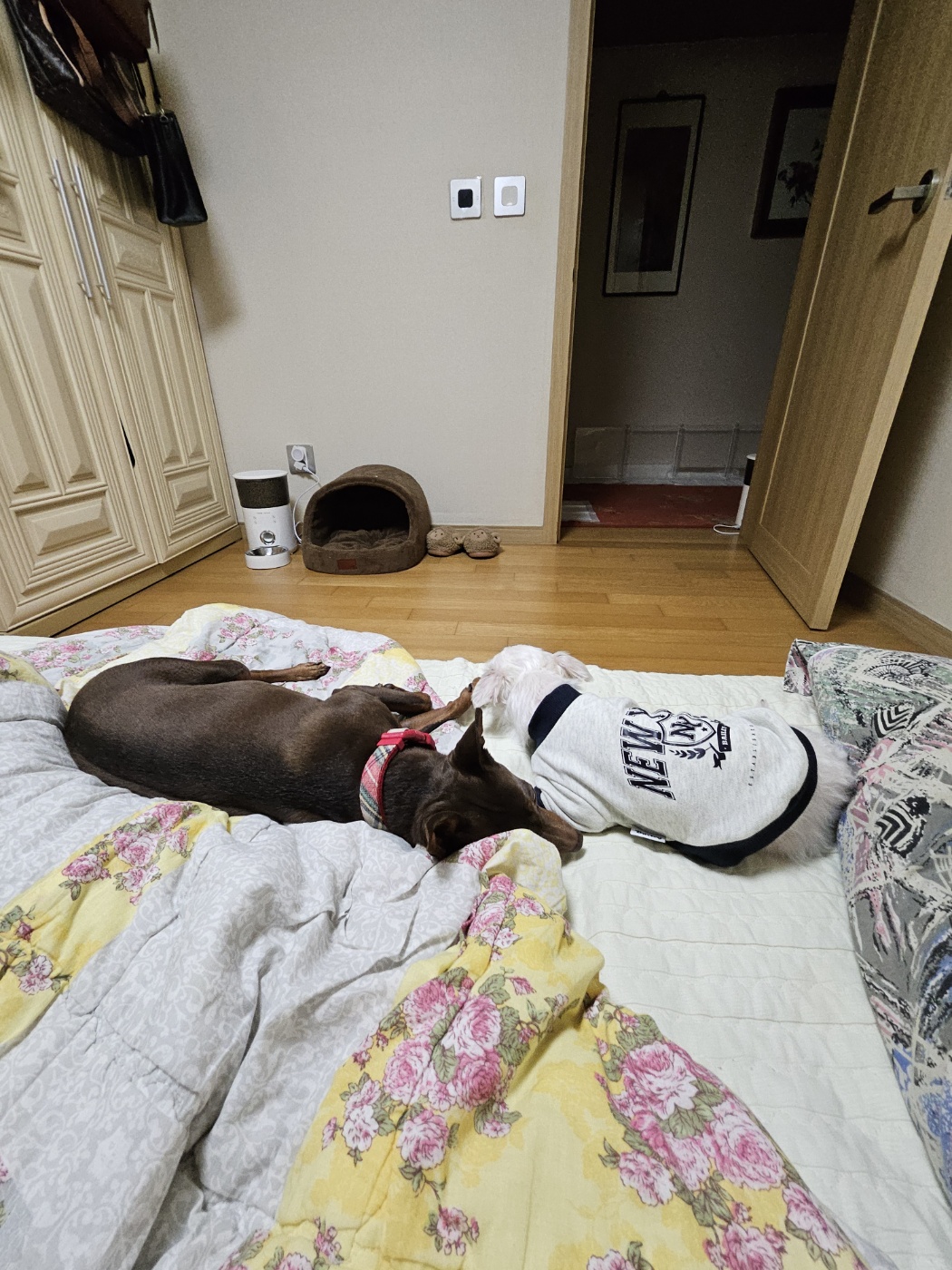 유성(민성) 임보 1개월 후기 이야기