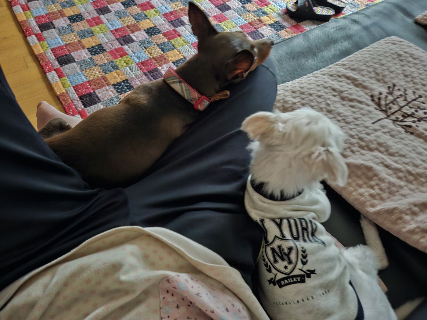 유성(민성) 임보 1개월 후기 이야기