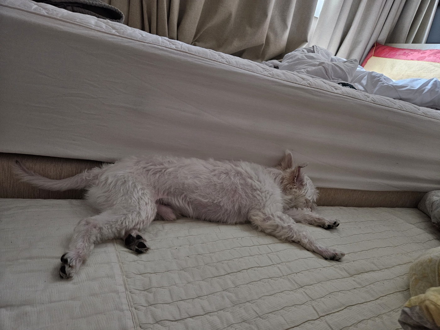 유성(민성) 임보 1개월 후기 이야기