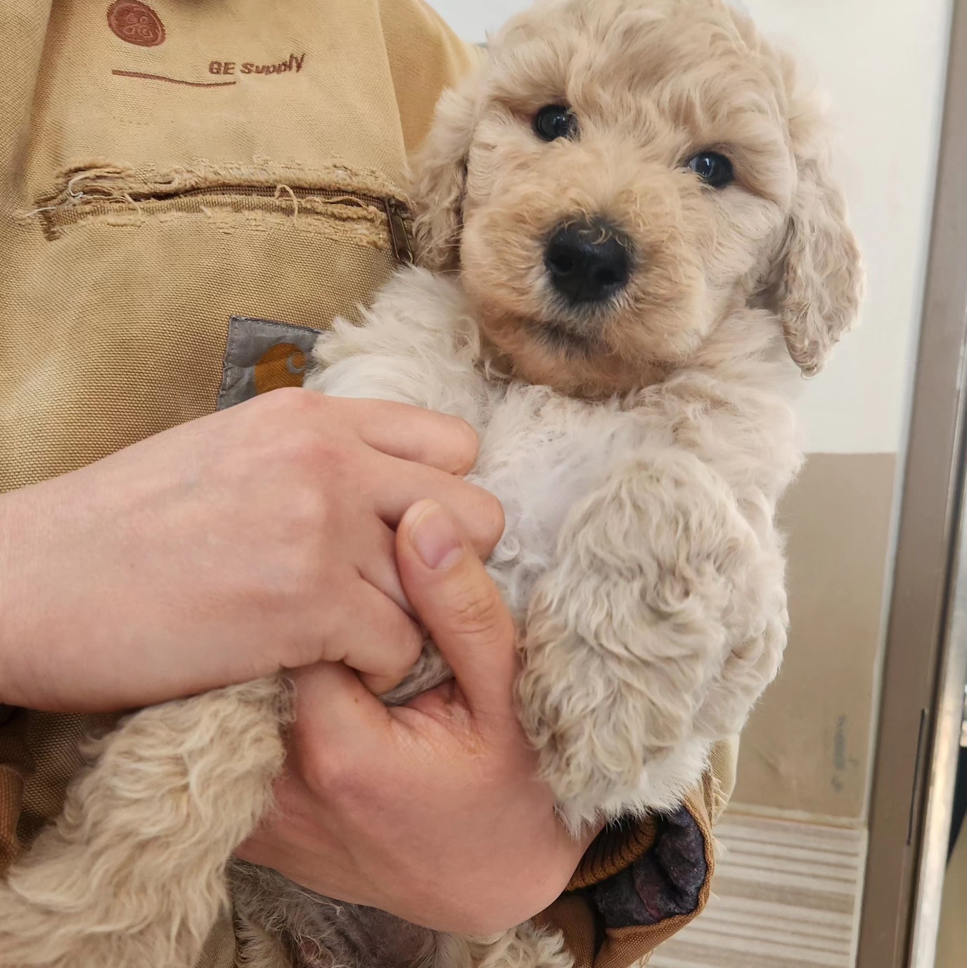 (구)푸돌이 (현)조 루이가 된 푸돌이 입양 후 일주일 이야기 입니다^^