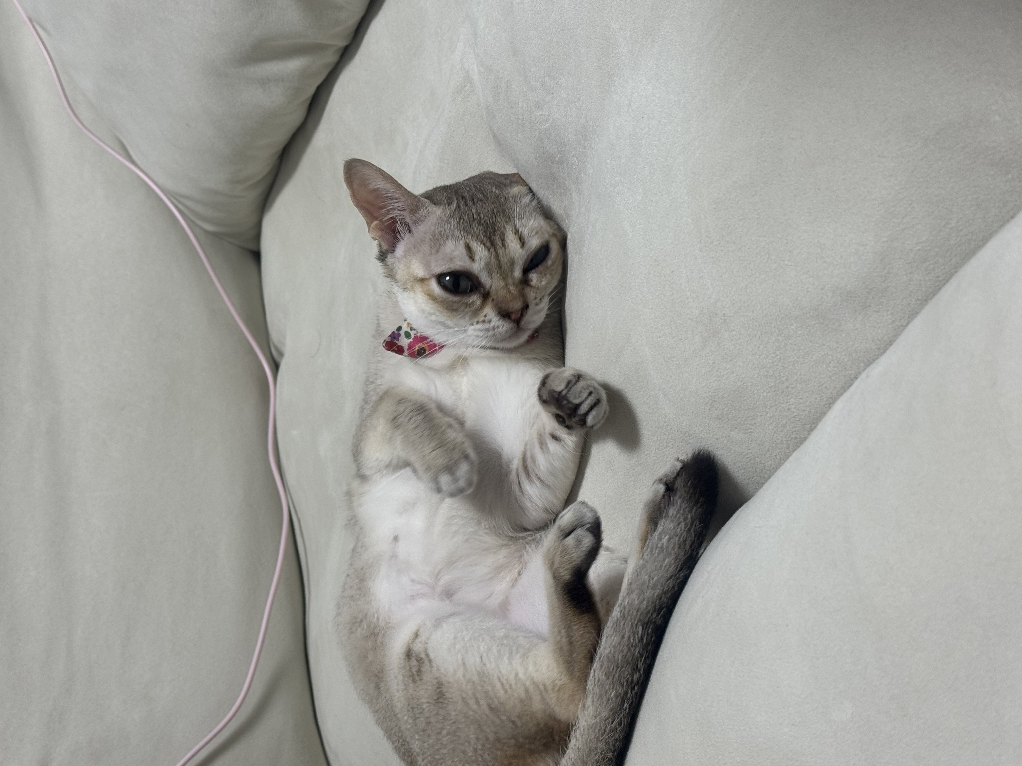 집냥이 한달 차 보리(울산 구조묘 순이)
