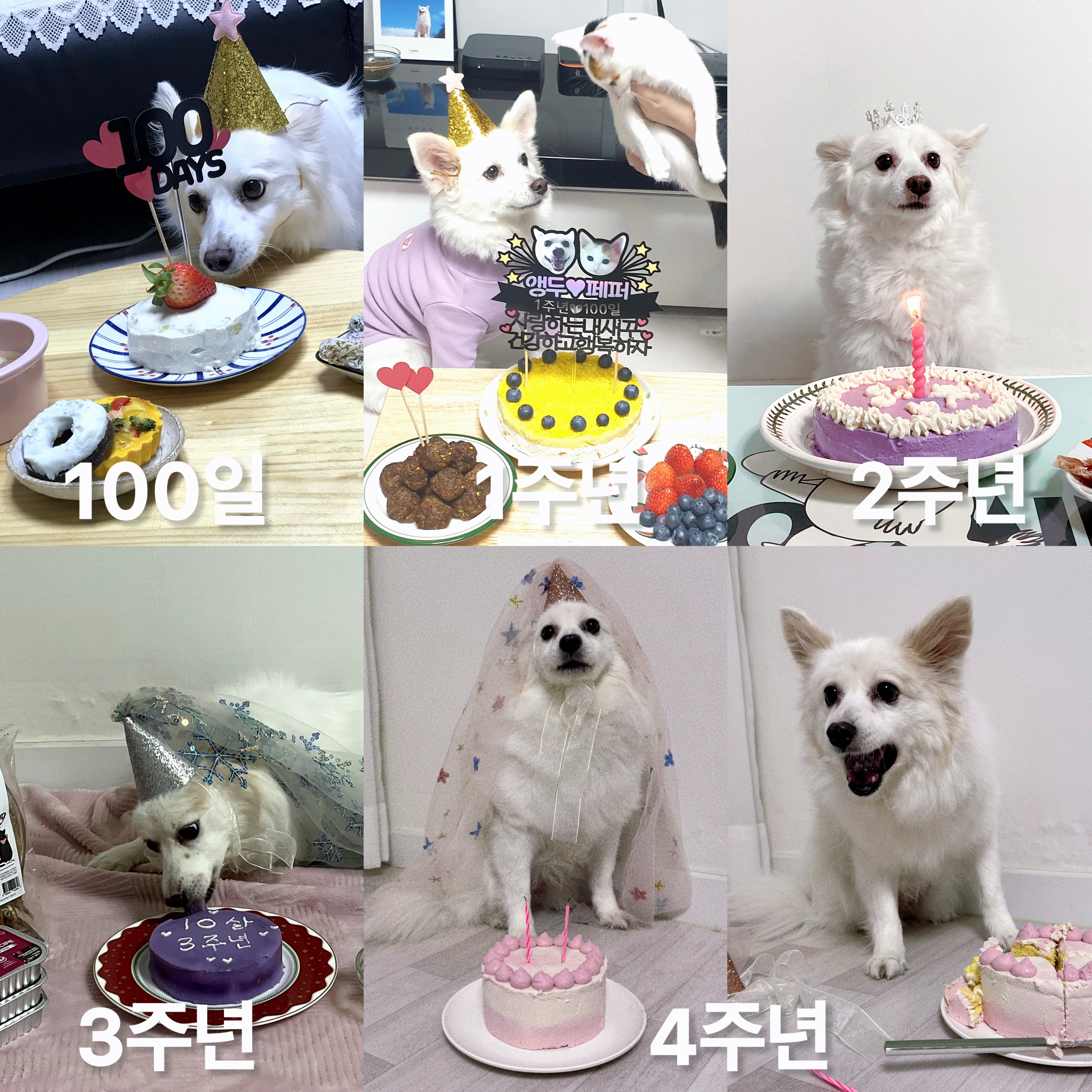 ❤️앵두와 함께한지 벌써 5년❤️