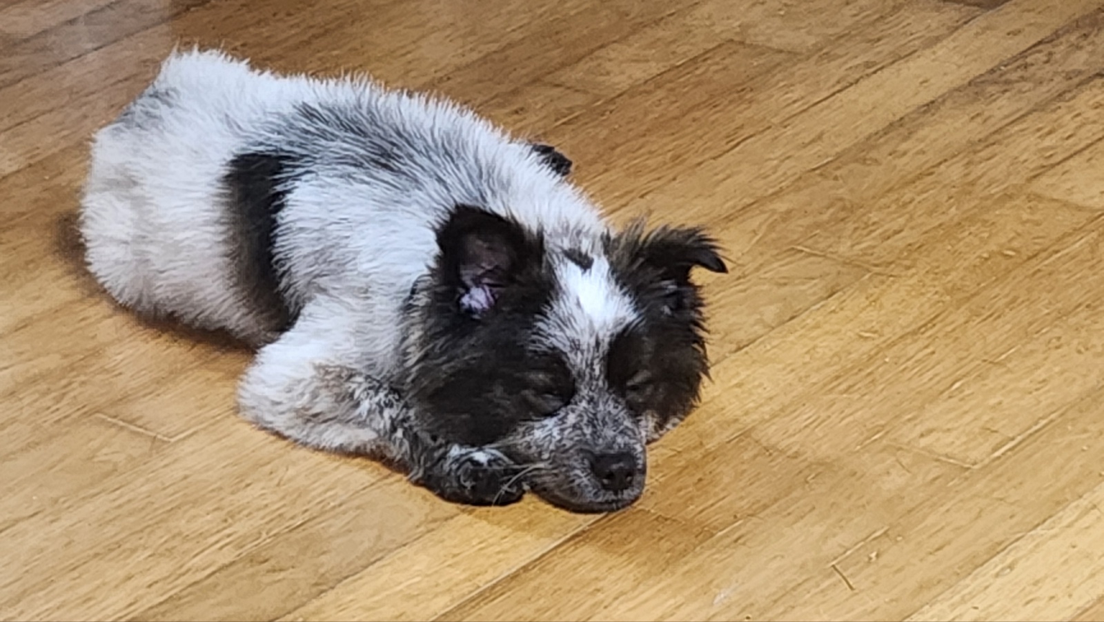 쿠앤이 임시보호 일주일째!