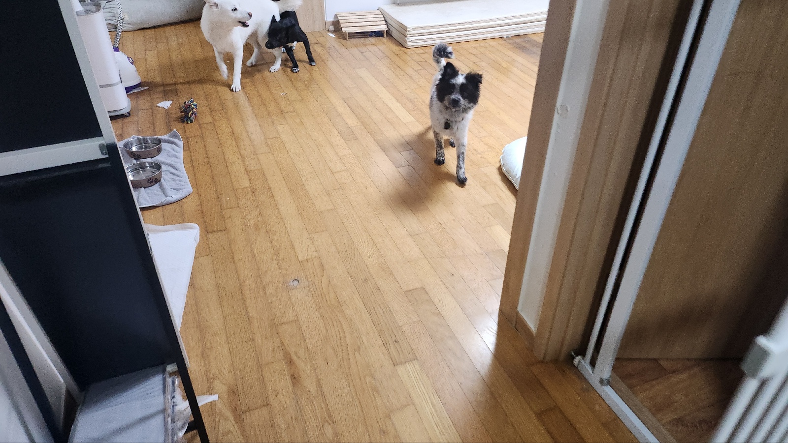 쿠앤이 임시보호 일주일째!