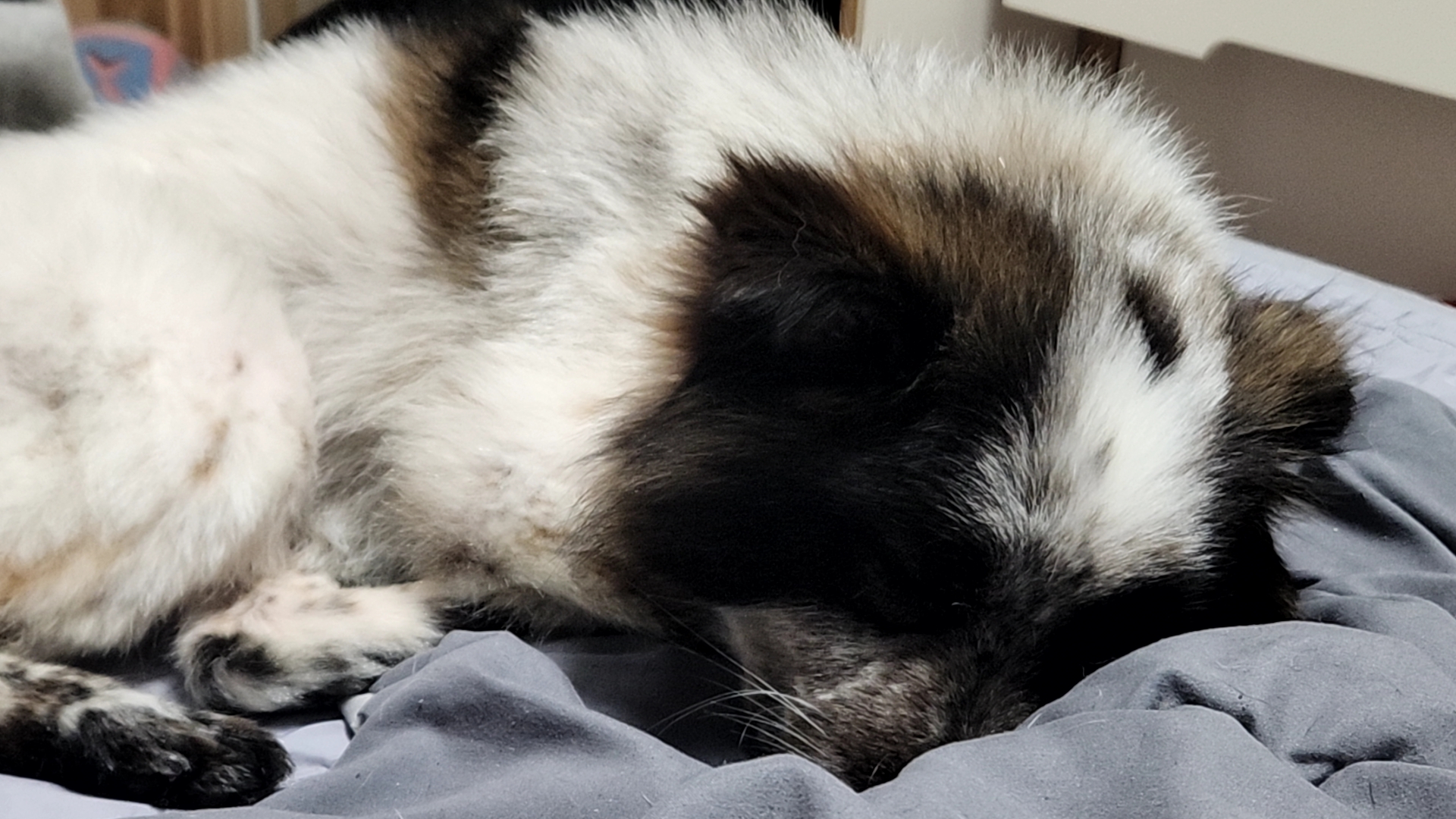 쿠앤이 임시보호 일주일째!