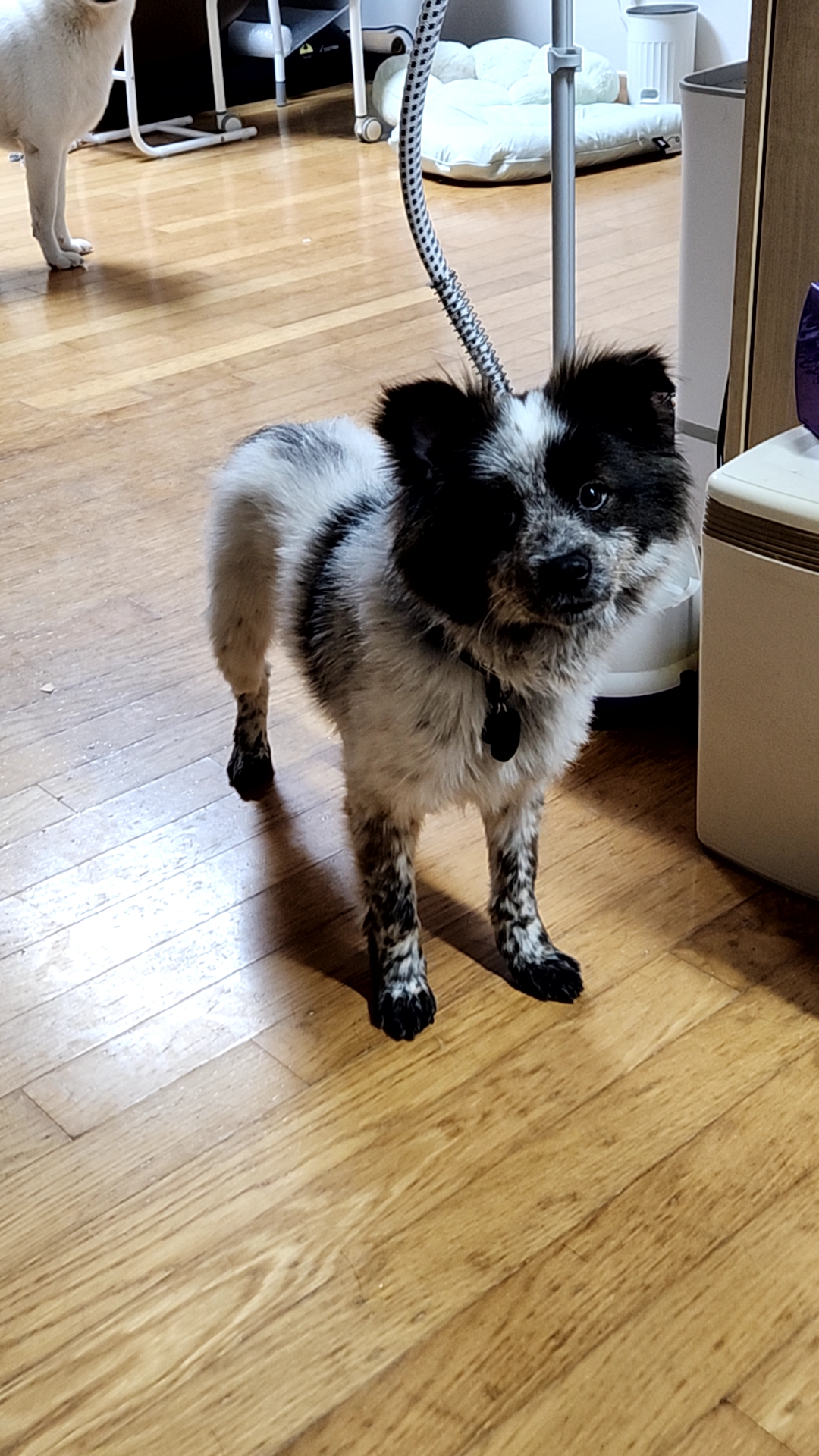 쿠앤이 임시보호 일주일째!