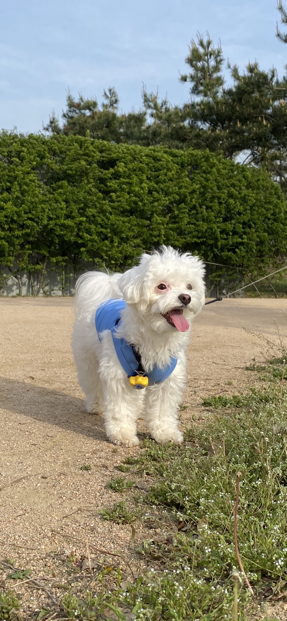 구름이네(아웅이) 1년 후 이야기 
