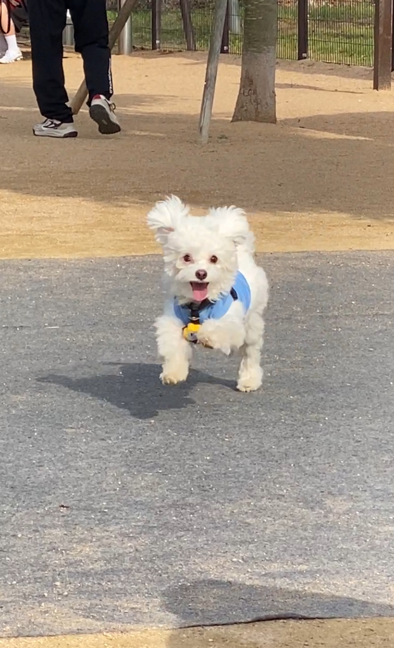 구름이네(아웅이) 1년 후 이야기 