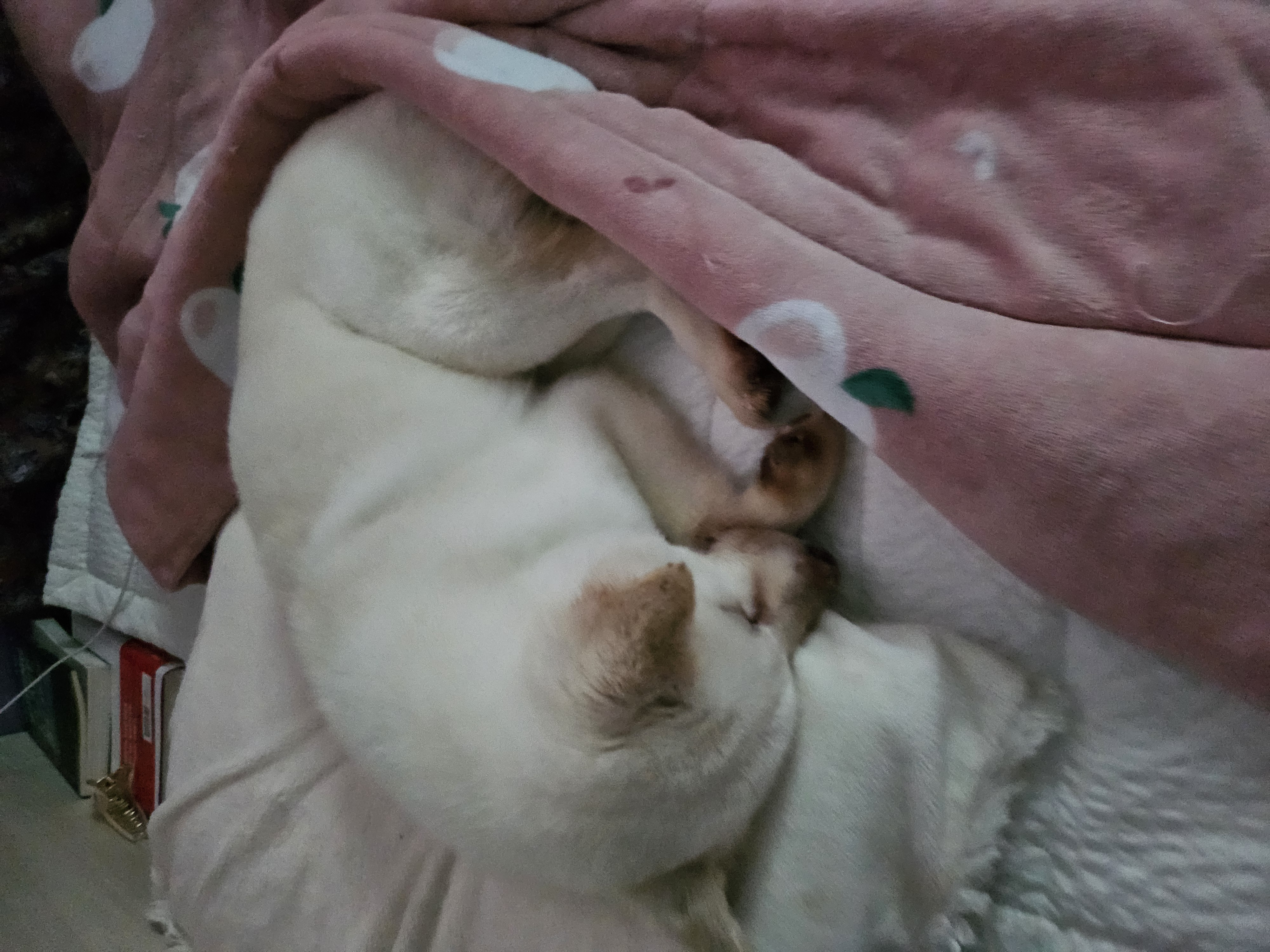 소리 임보 1주차 이야기