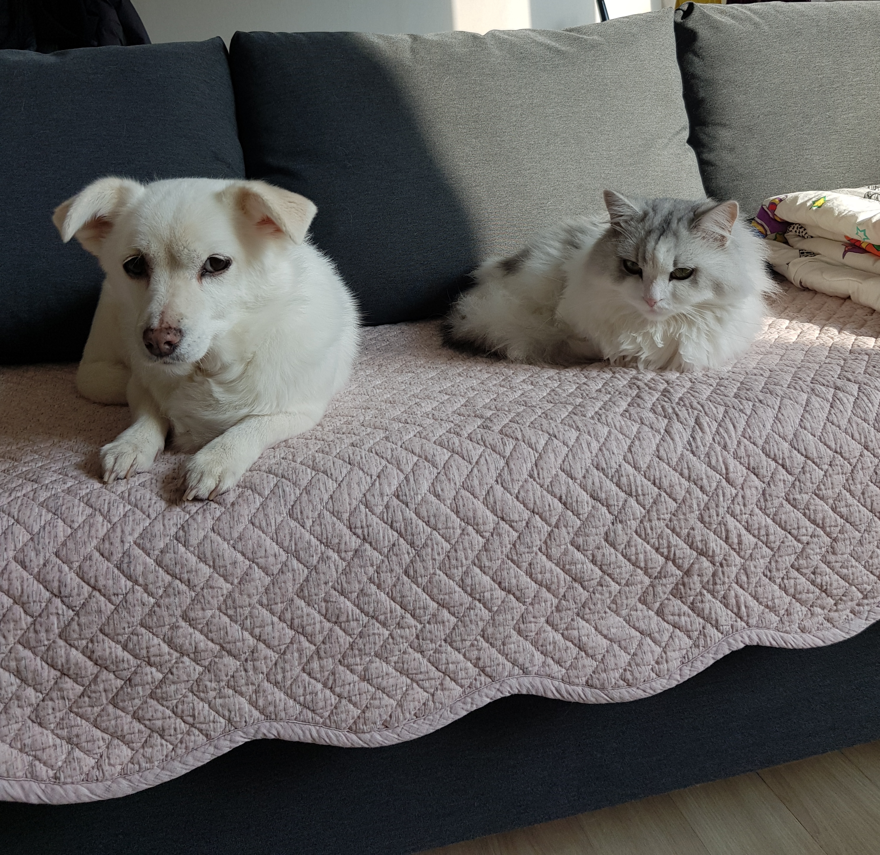 흰자 잘 지내요