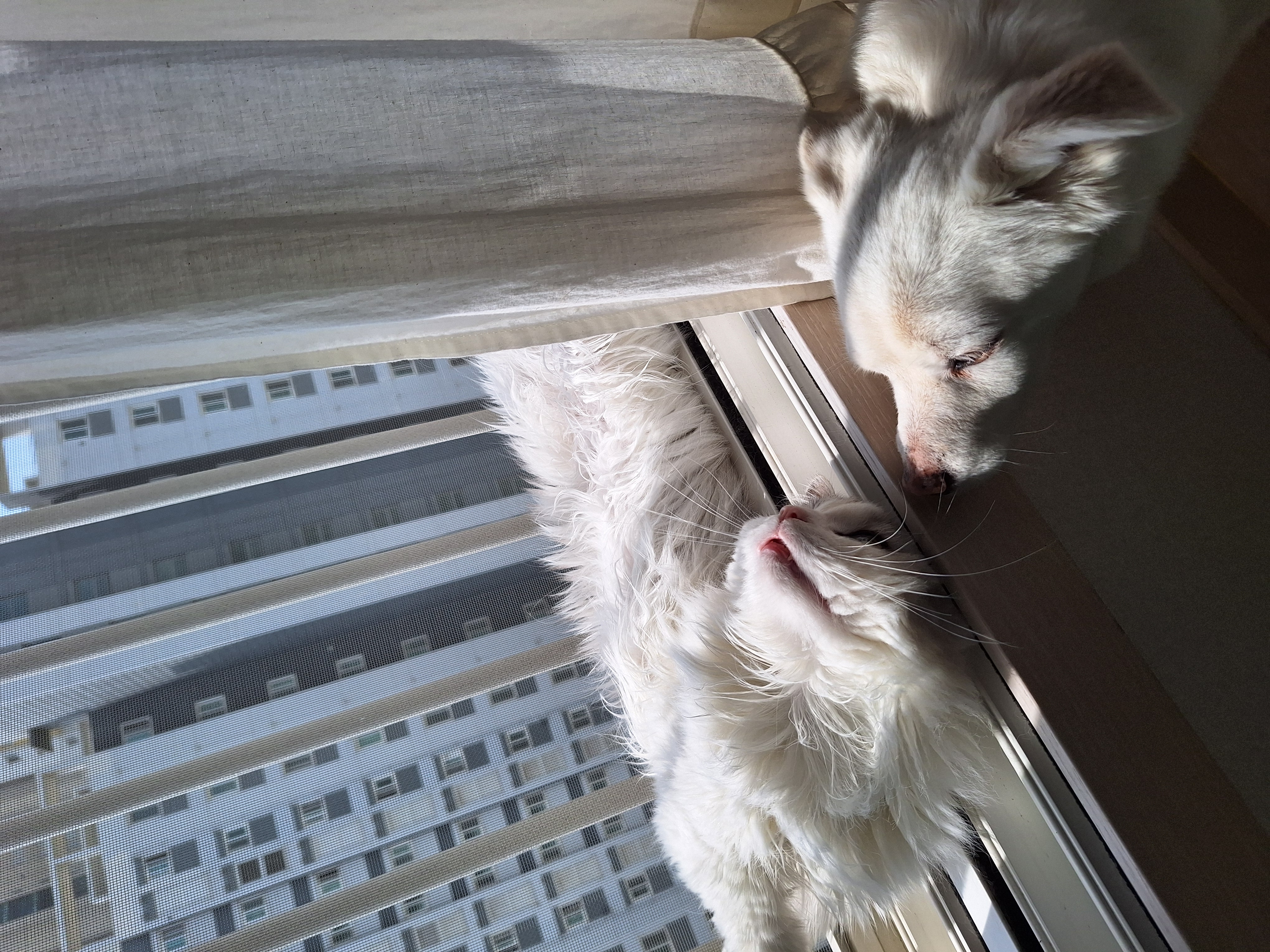 흰자 잘 지내요