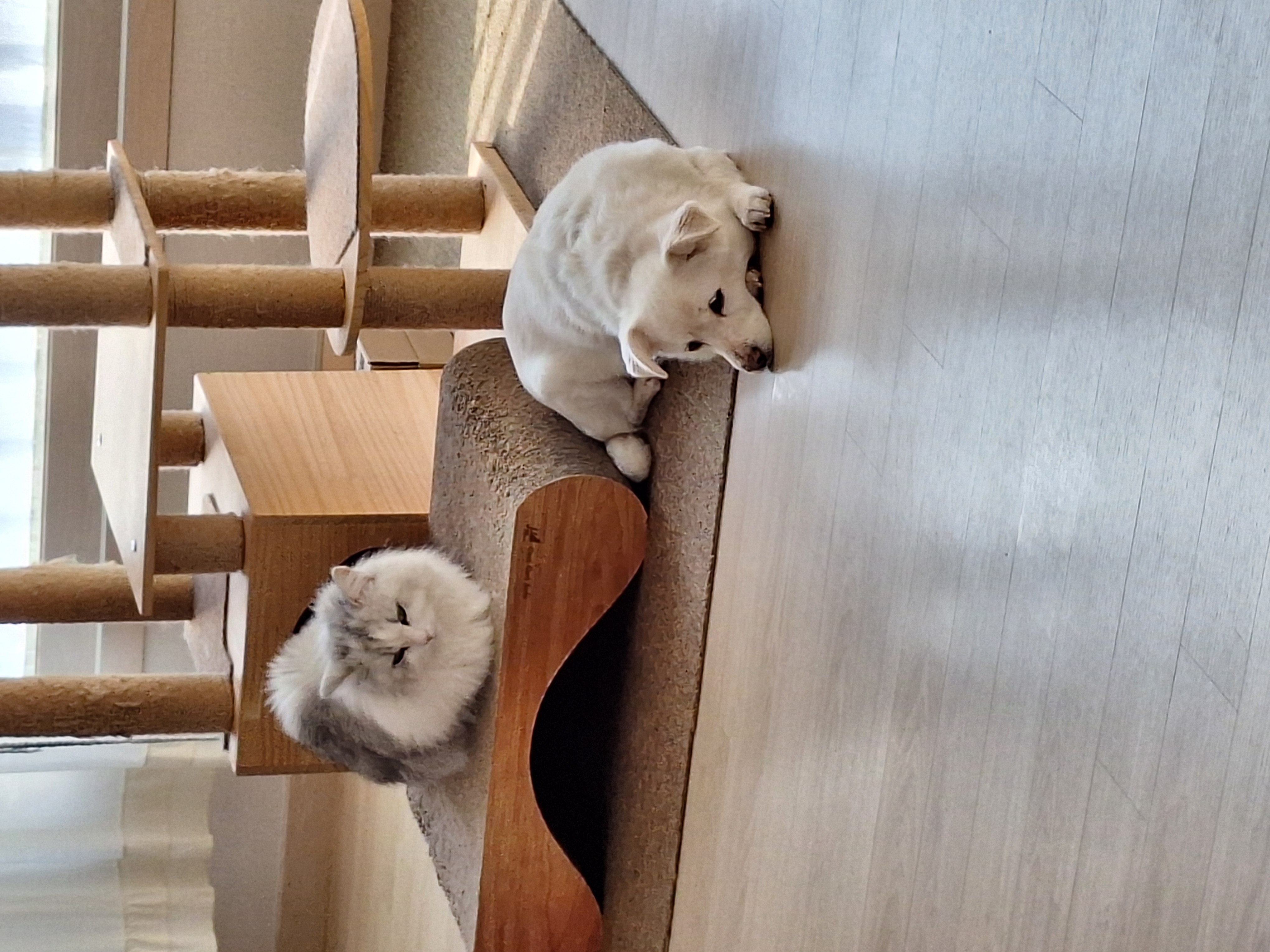 흰자 잘 지내요