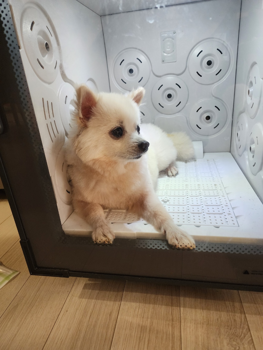 뽀미(구 뽀얀) 입양 한달