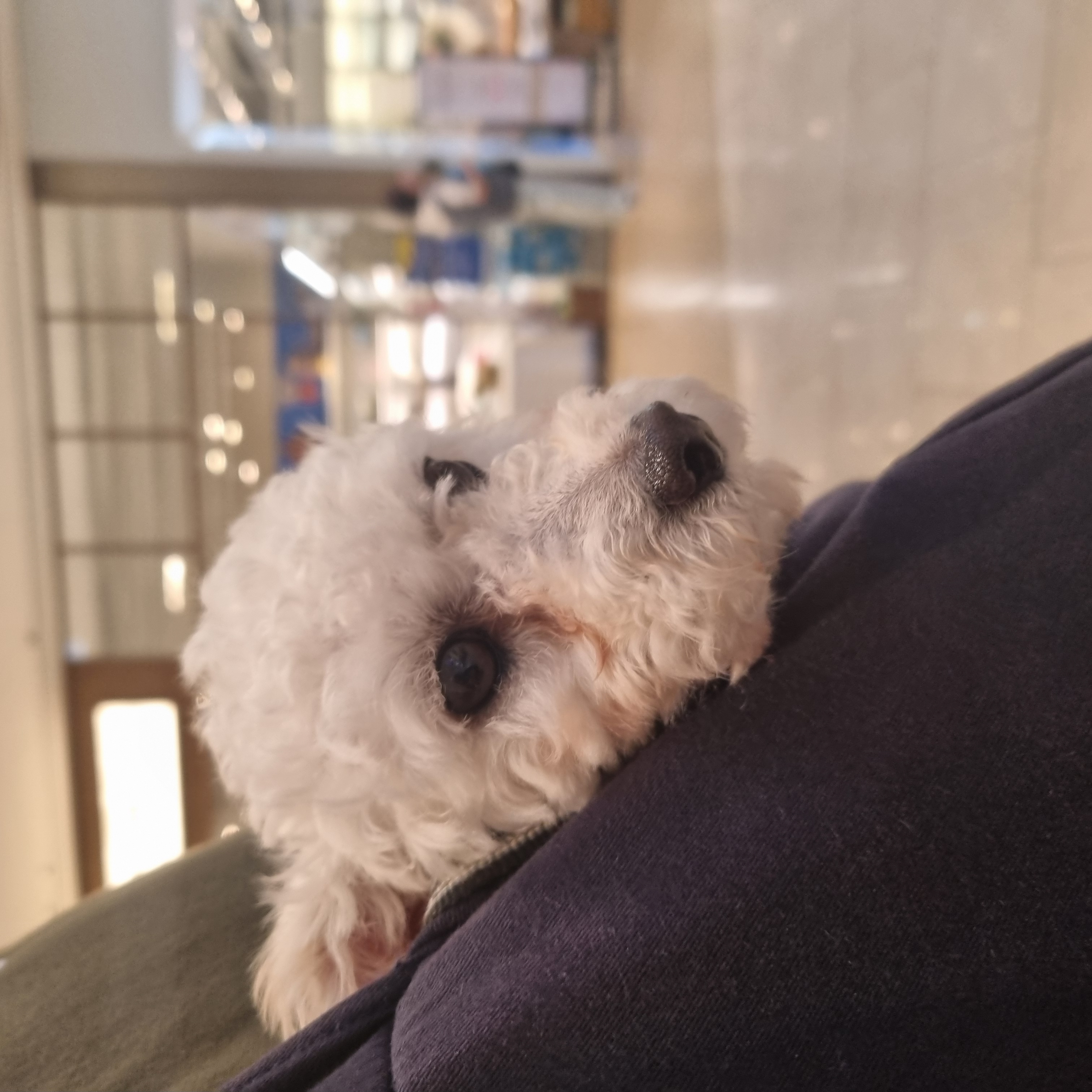 소복이(미카) 한달 임보일기