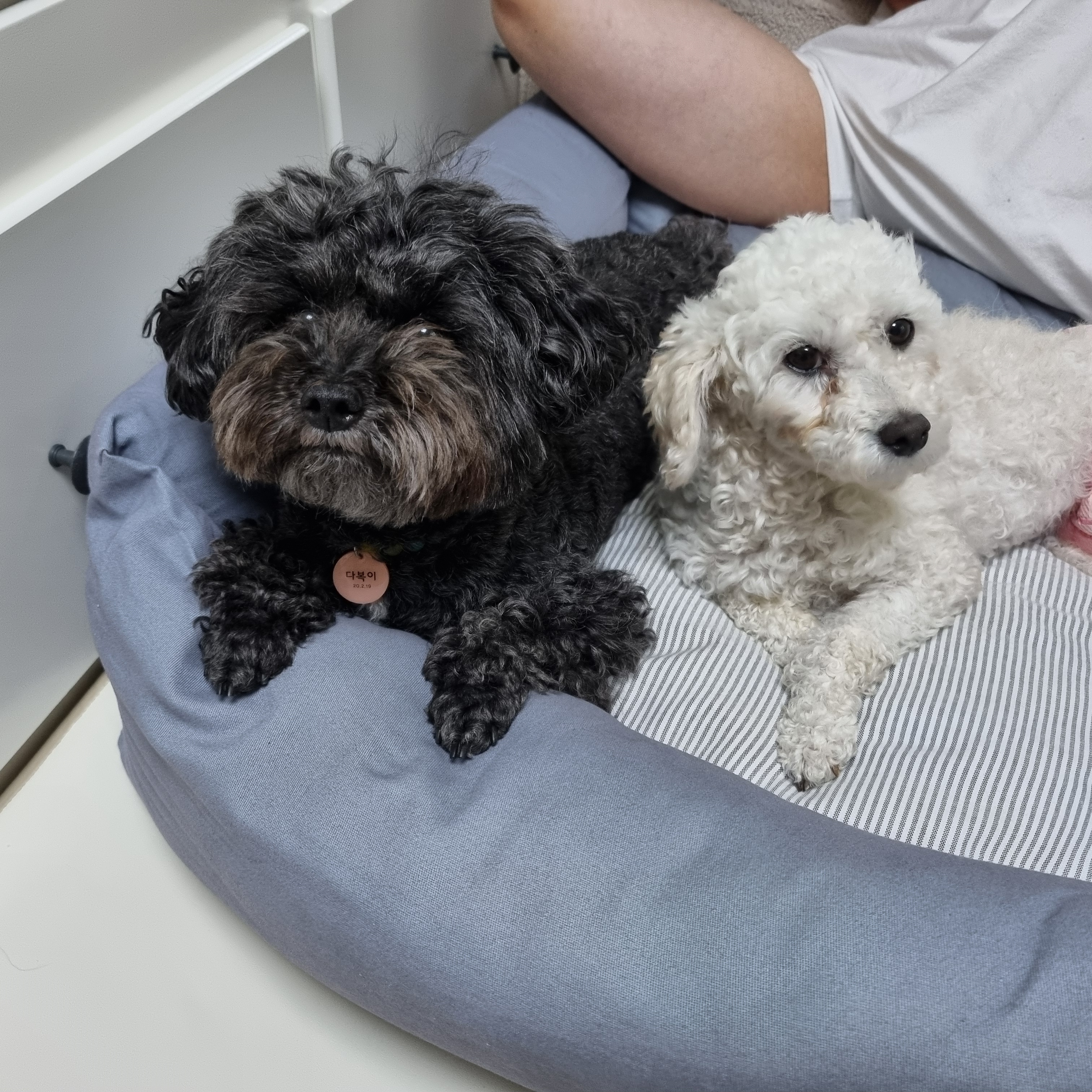 소복이(미카) 한달 임보일기