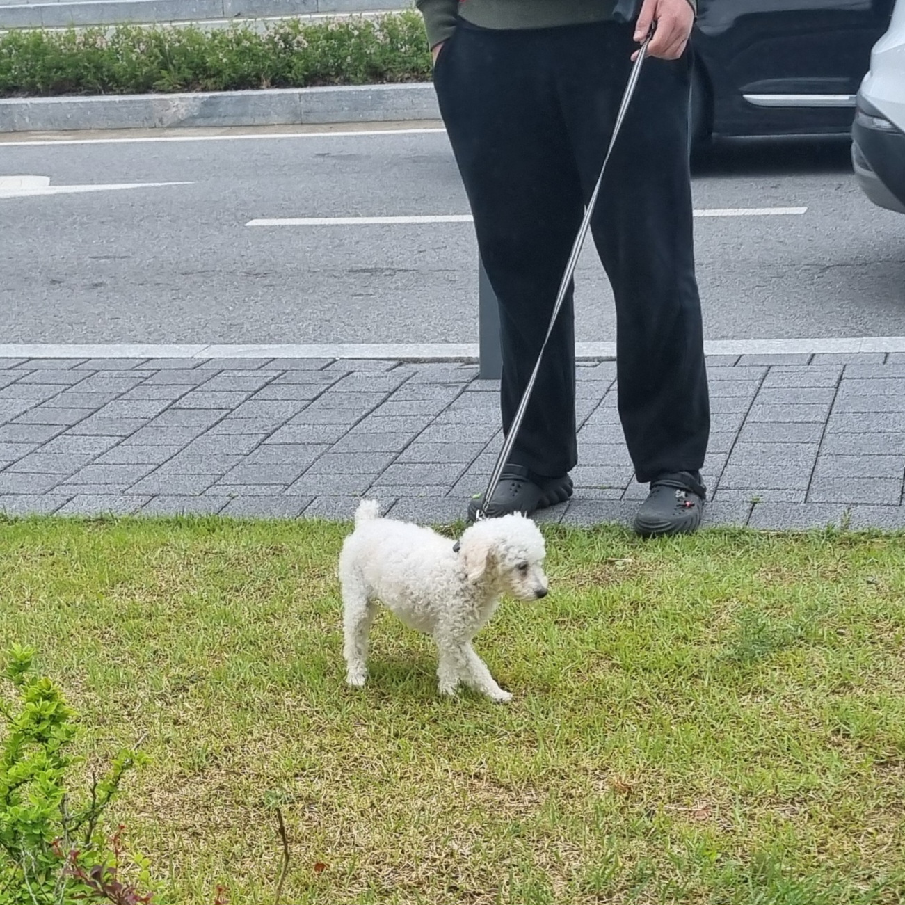 소복이(미카) 한달 임보일기