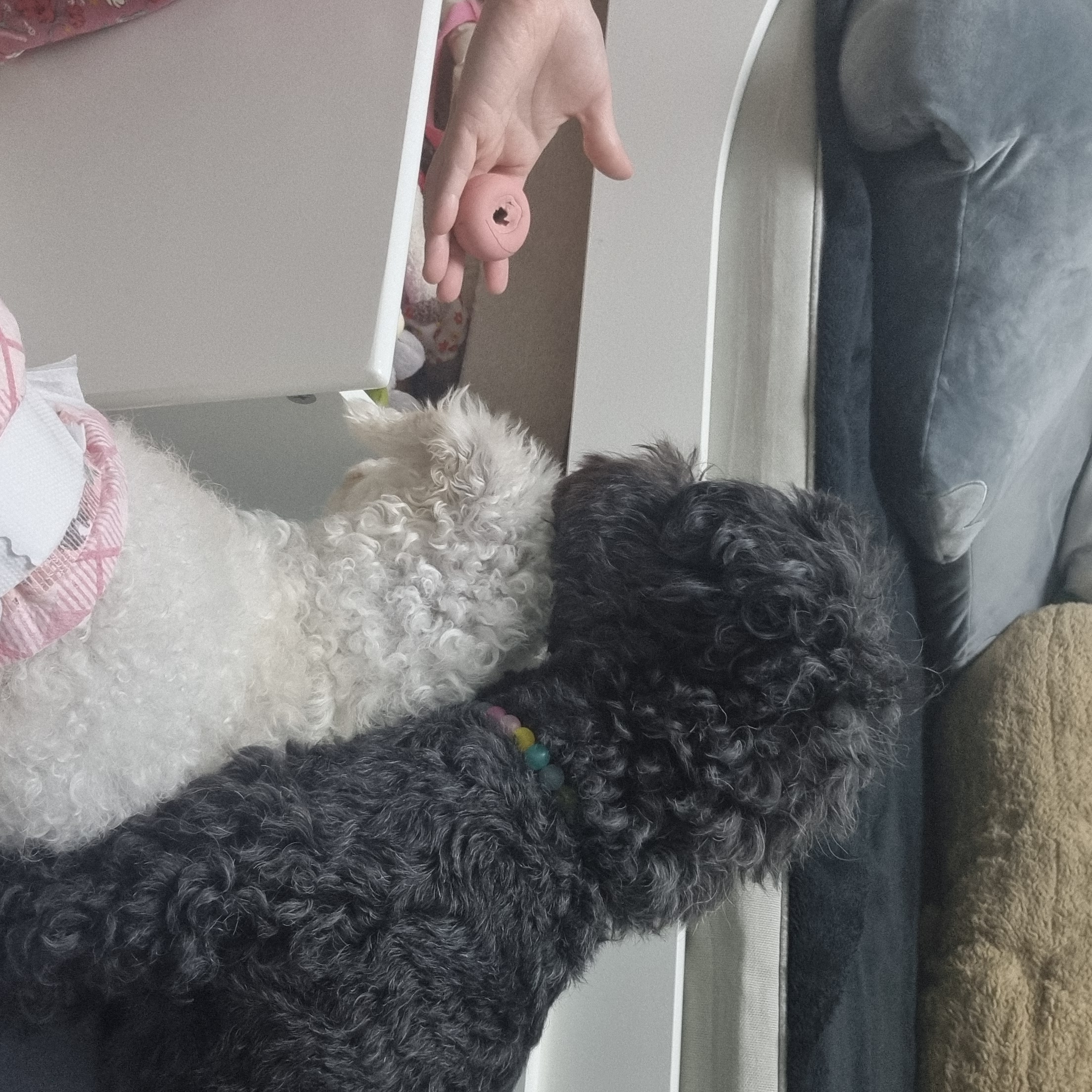 소복이(미카) 한달 임보일기