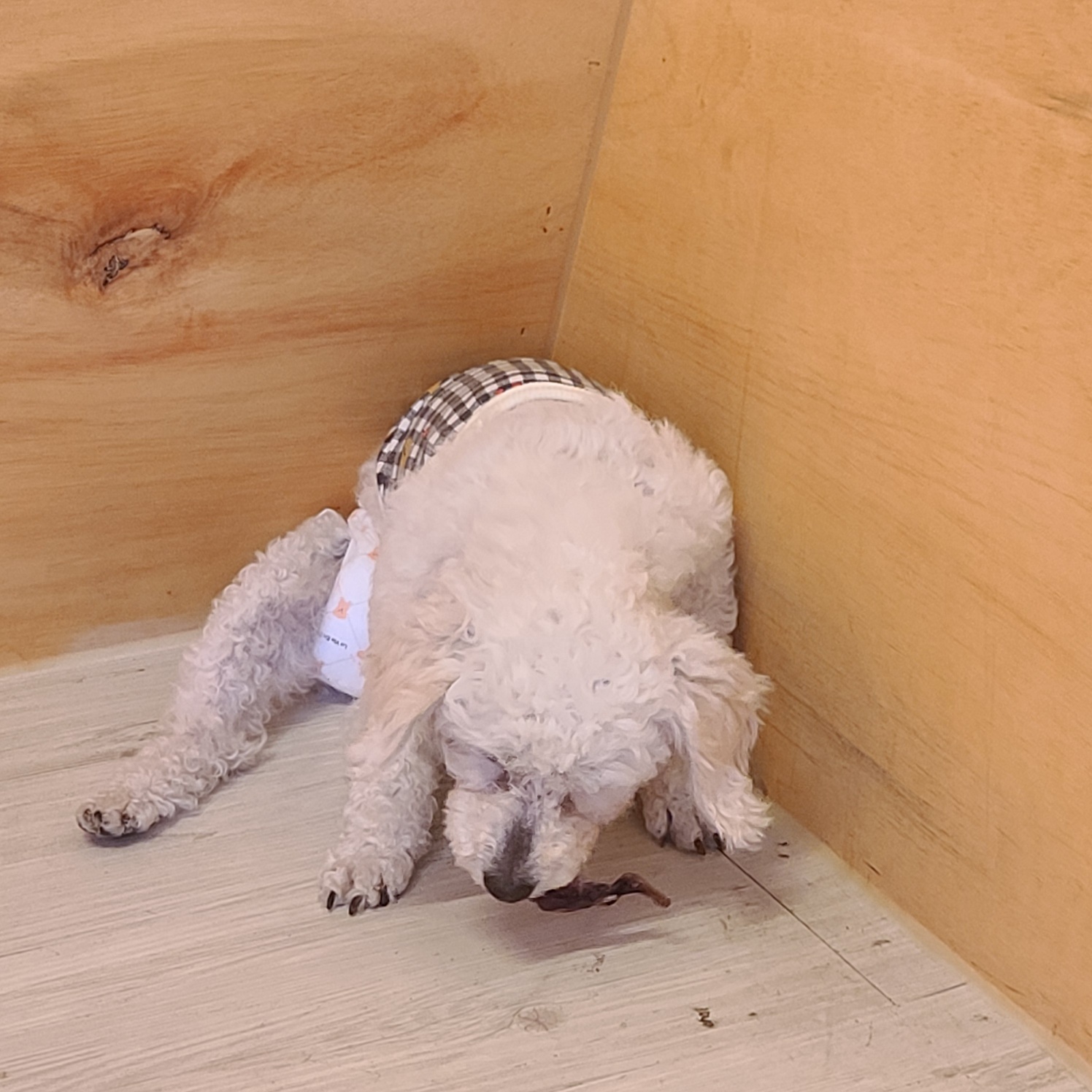 소복이(미카) 한달 임보일기