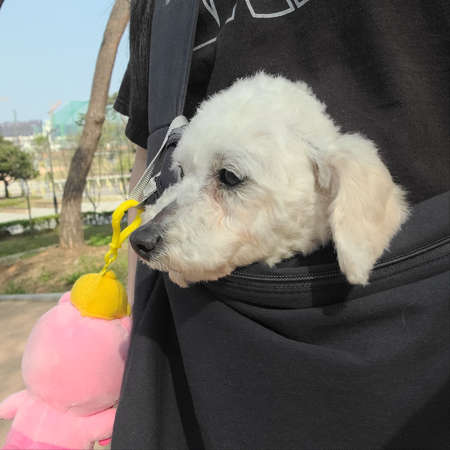 소복이(미카) 한달 임보일기