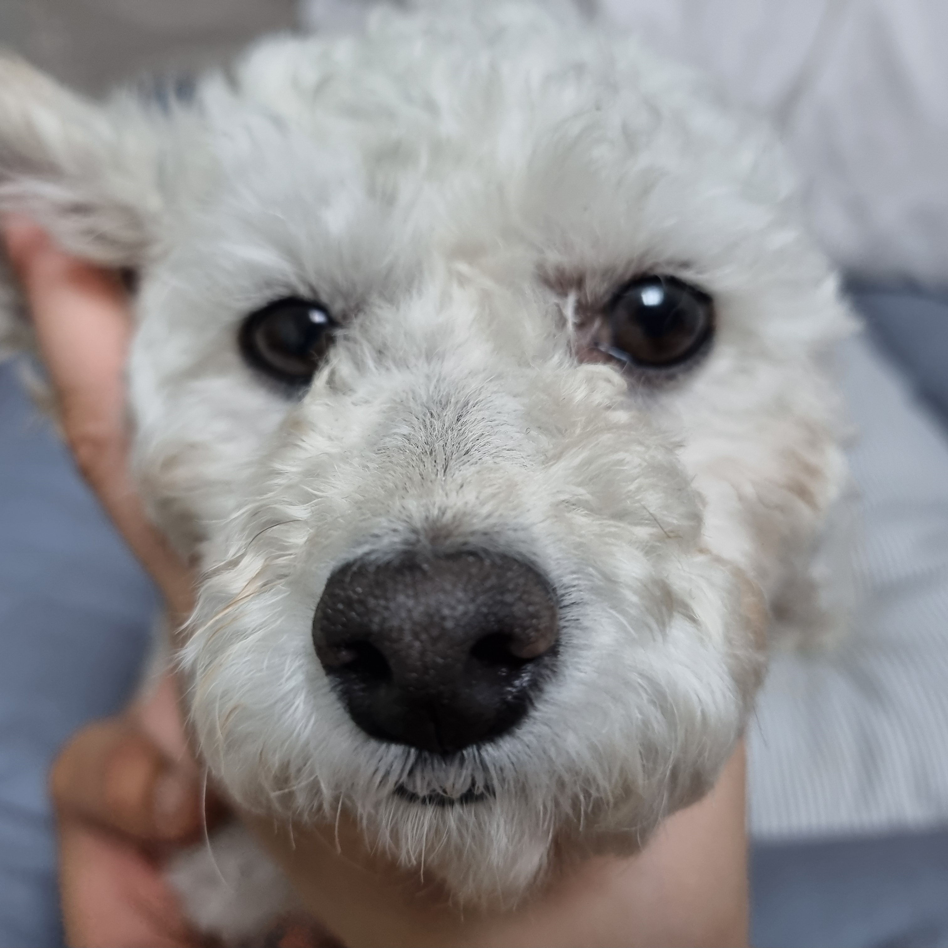 소복이(미카) 한달 임보일기