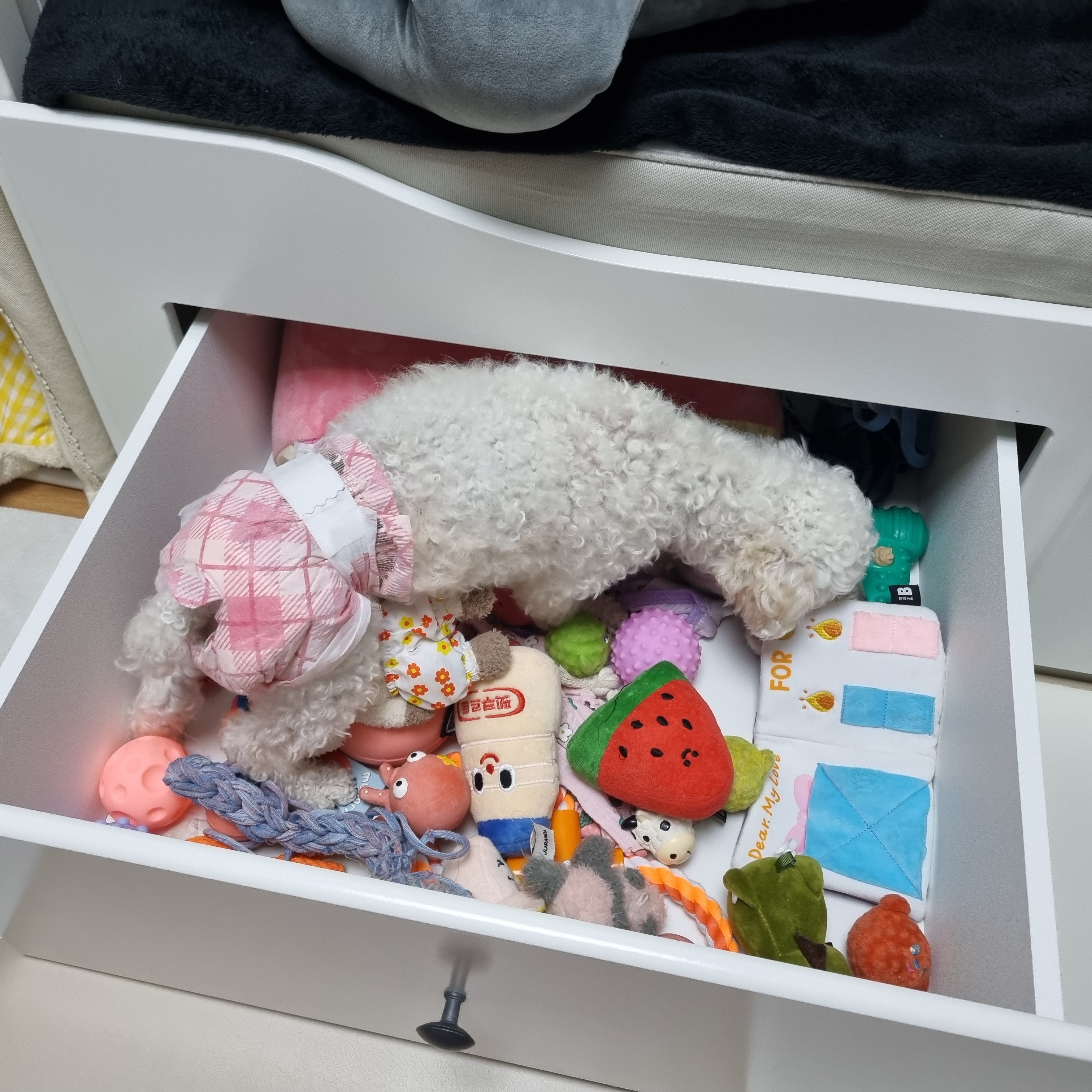 소복이(미카) 한달 임보일기