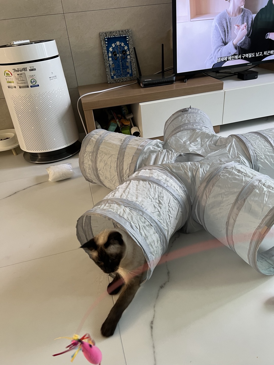 벨라 입양 일주일 잘 지내요~