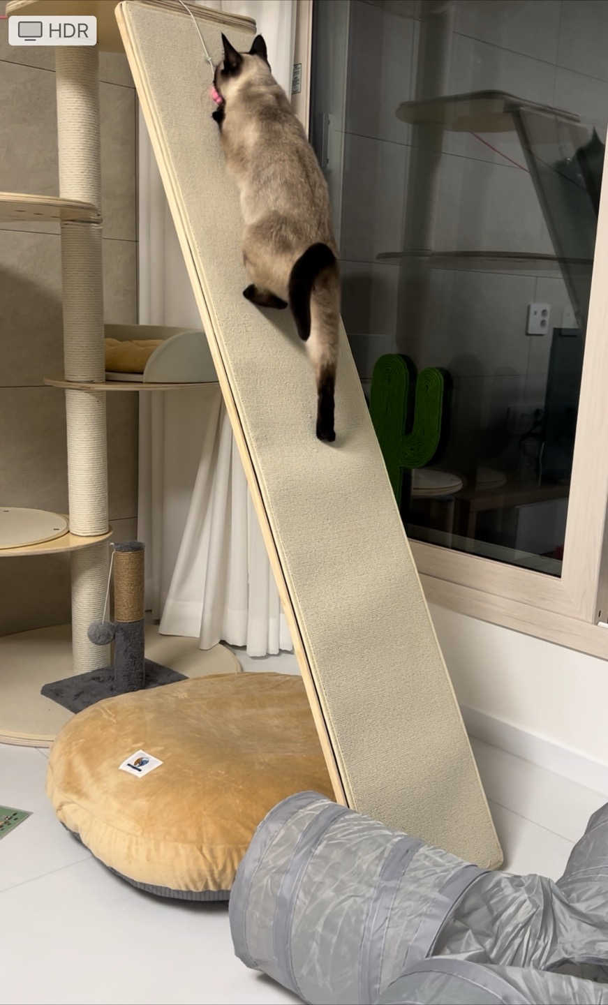 벨라 입양 일주일 잘 지내요~