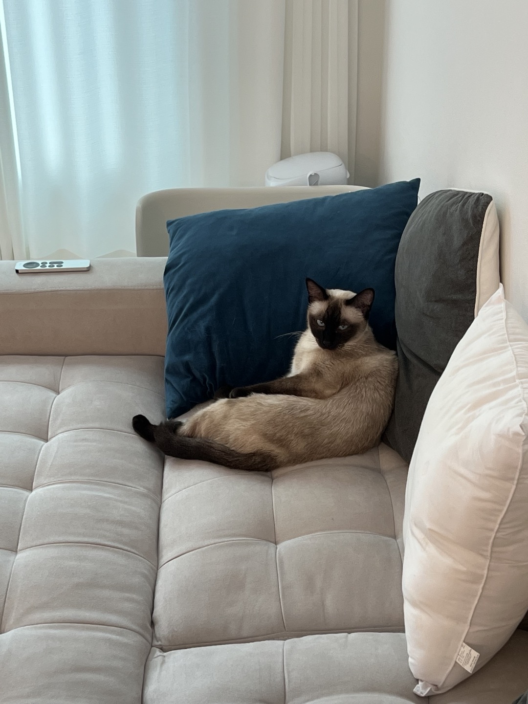 벨라 입양 일주일 잘 지내요~