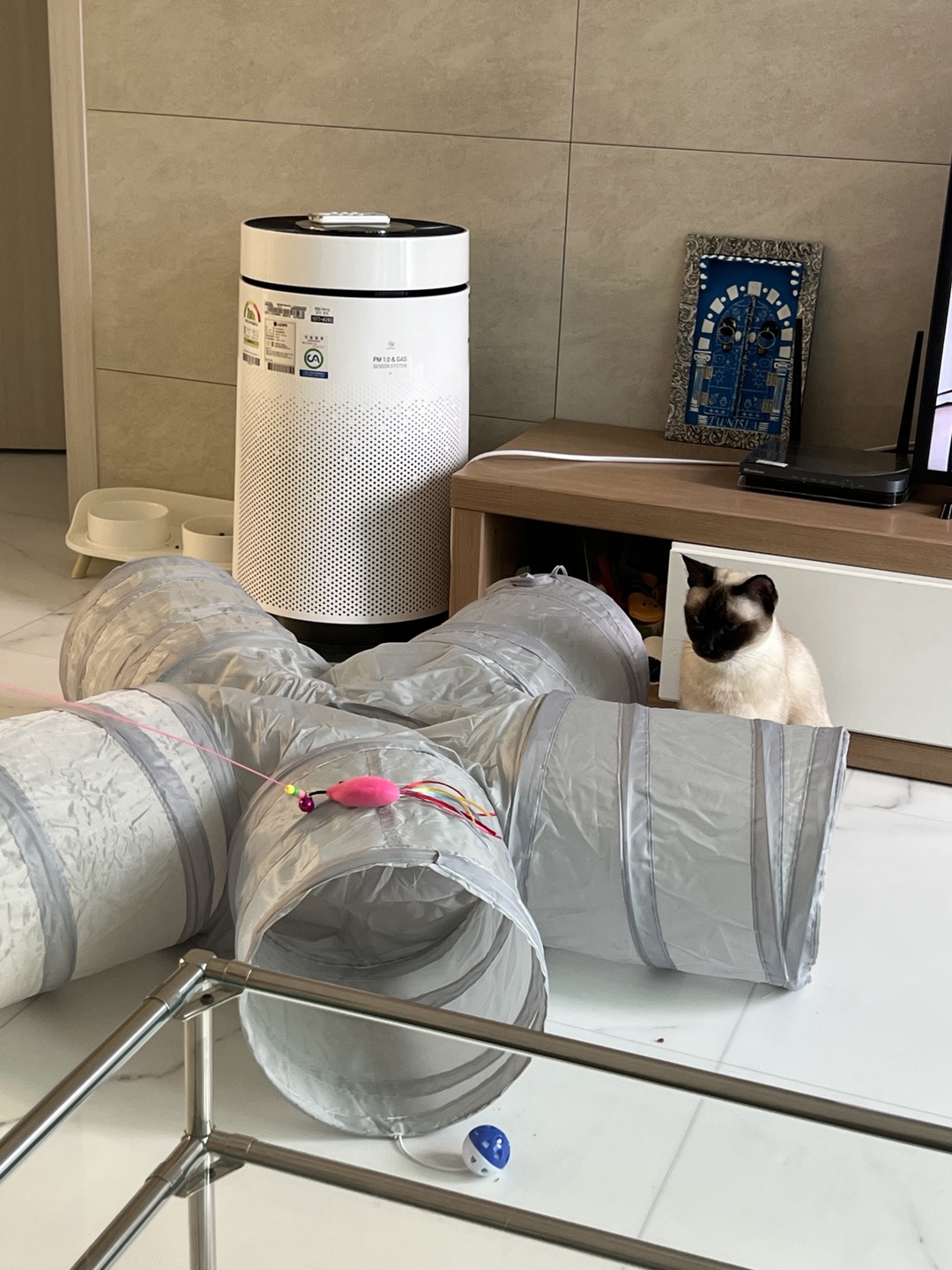 벨라 입양 일주일 잘 지내요~