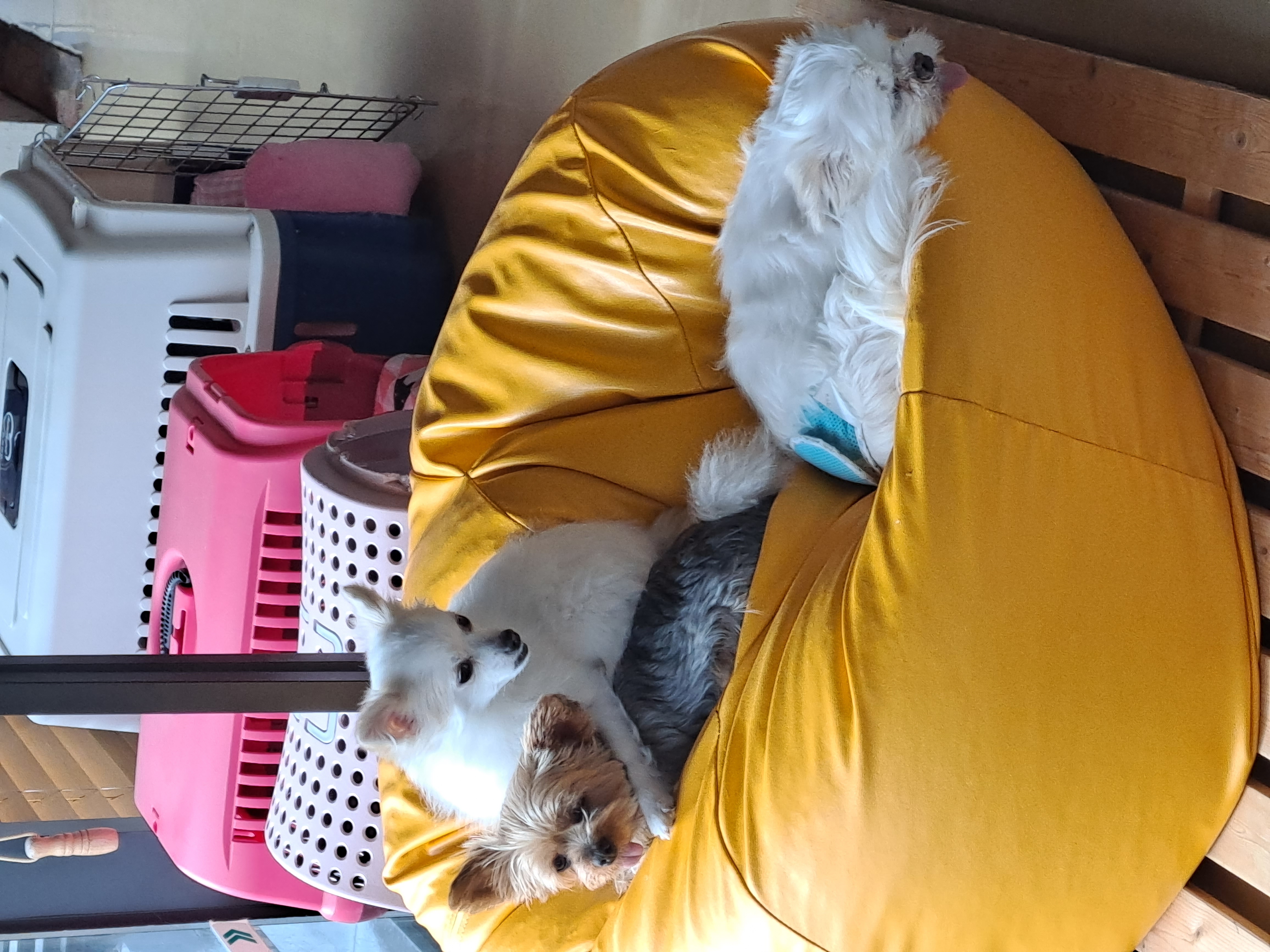 율(아산 올리) 소식 전해요