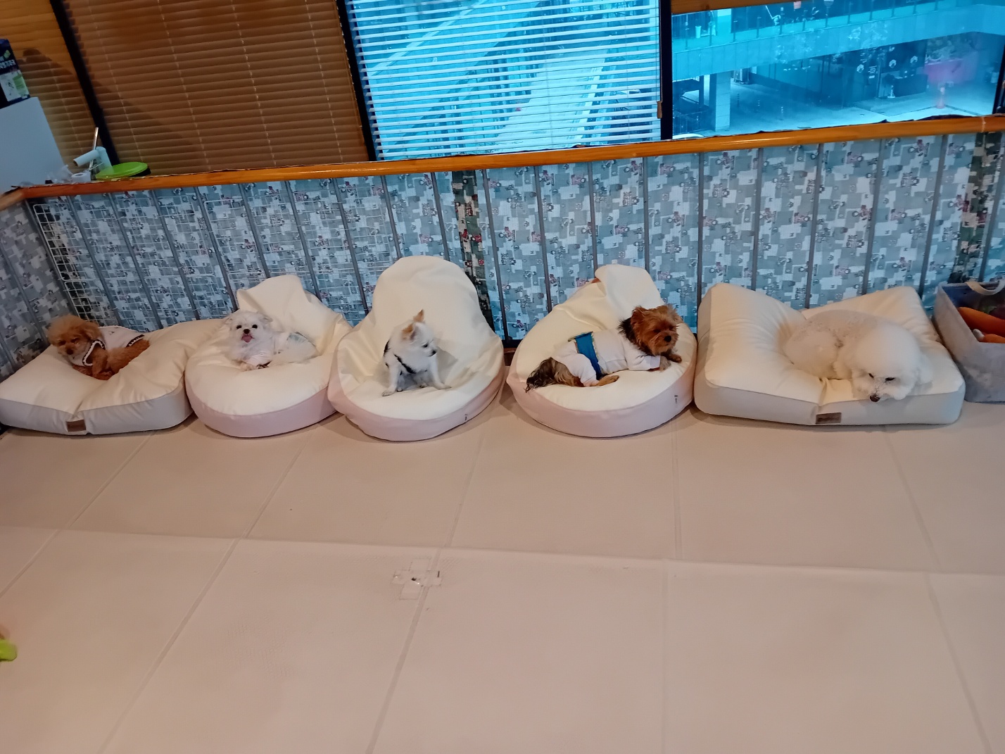 율(아산 올리) 소식 전해요