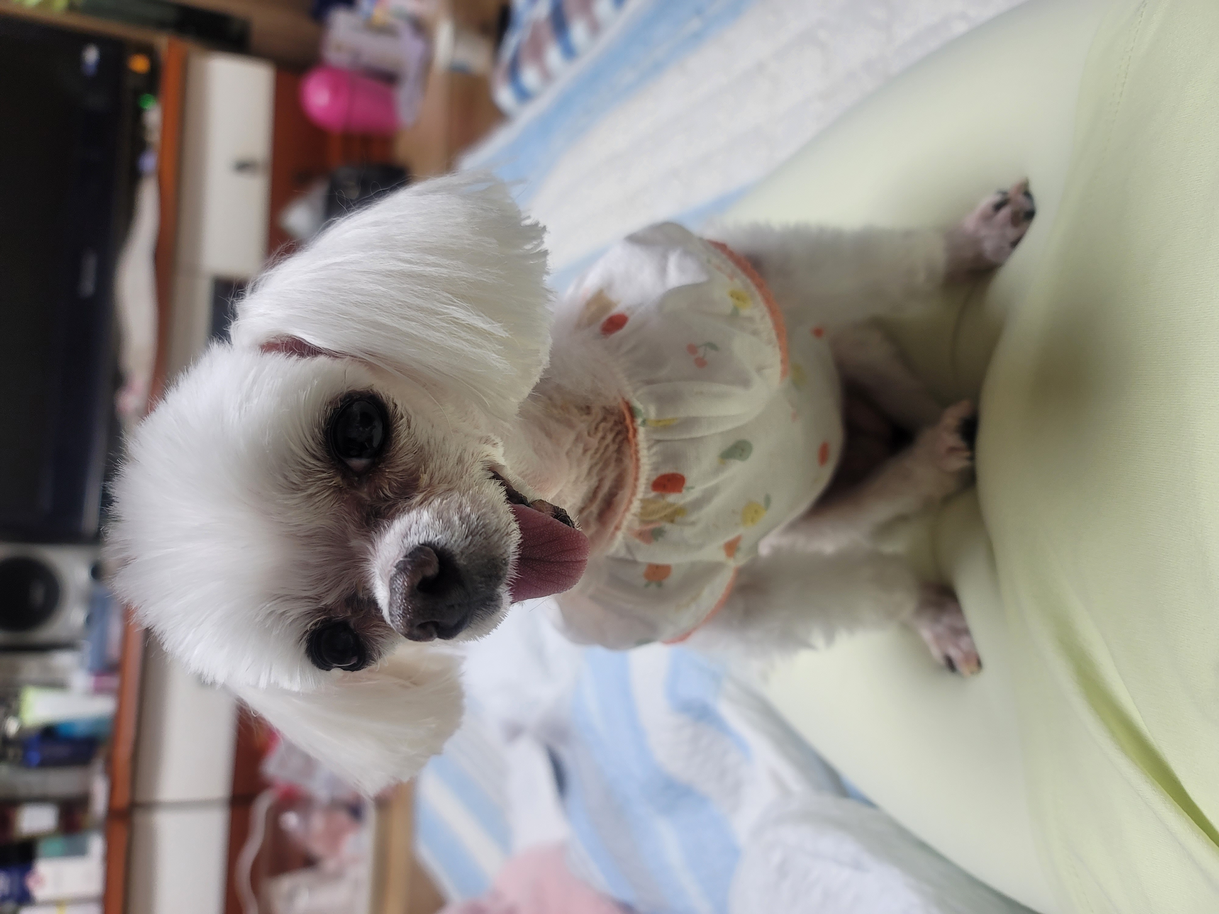 시흥꼬미이야기..