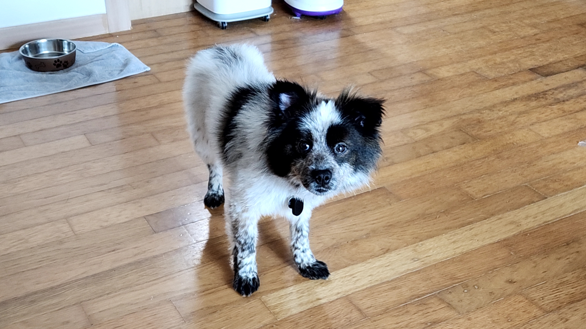 쿠앤이 임시보호 한달 후기